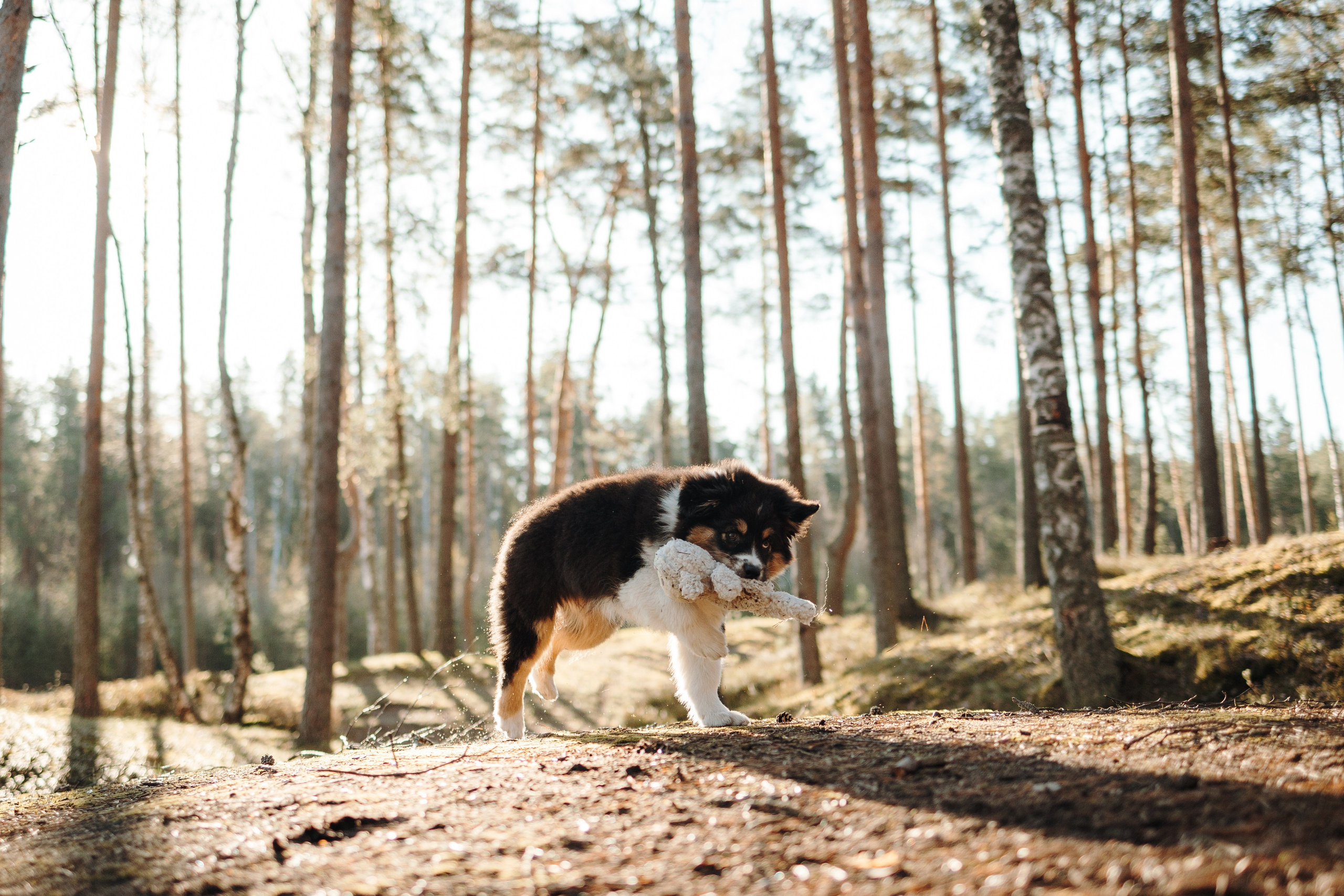 Ира и Шмель. Фотограф — Анималист | Санкт-Петербург