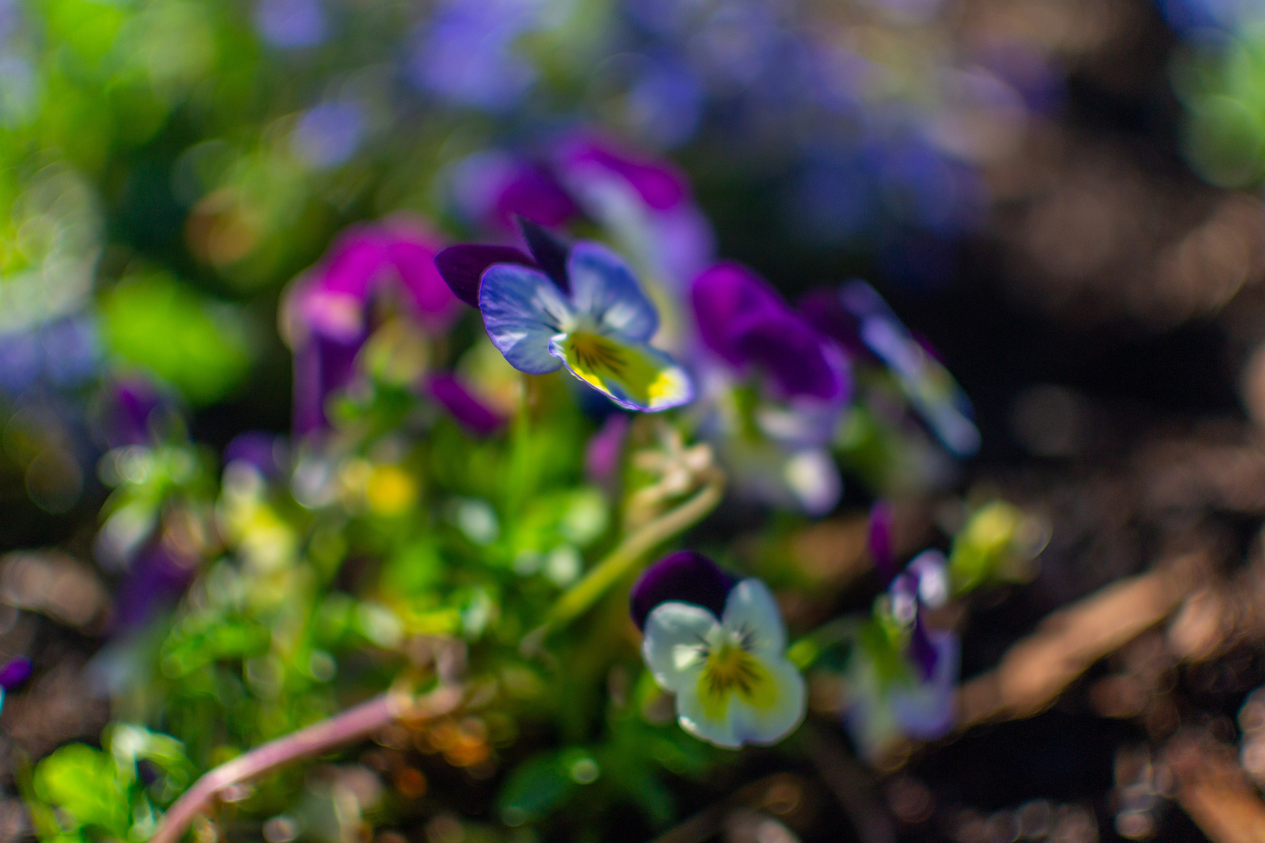 Тульская областная онкологическая больница (лето-цветы, NIKON D3100 35 мм F1,8)). Фотограф в Туле Крупский АнДРей. Фотостудия «КАДР71» в Туле