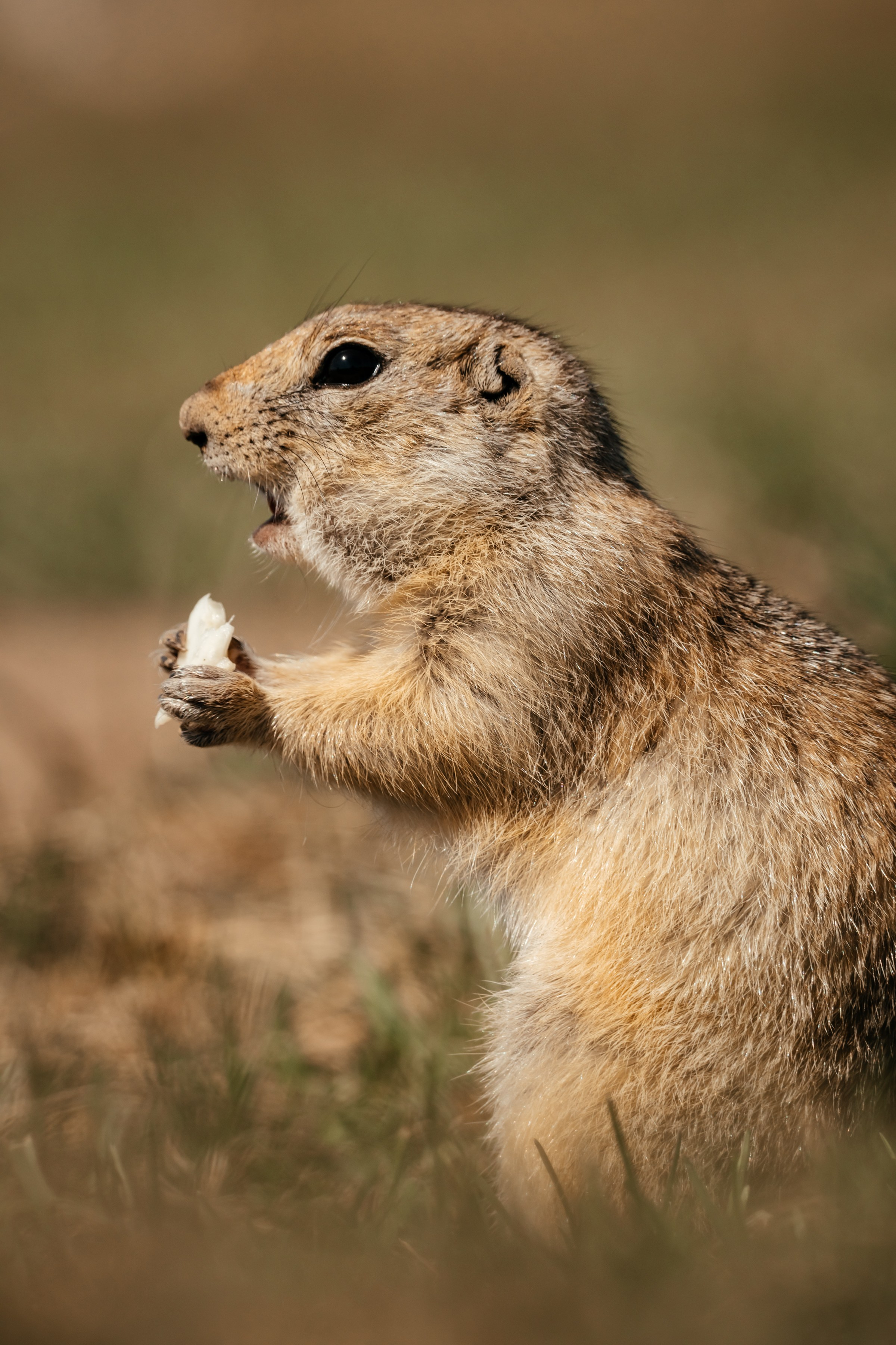 Суслики. Фотограф в Красноярске Оксана Корчагина