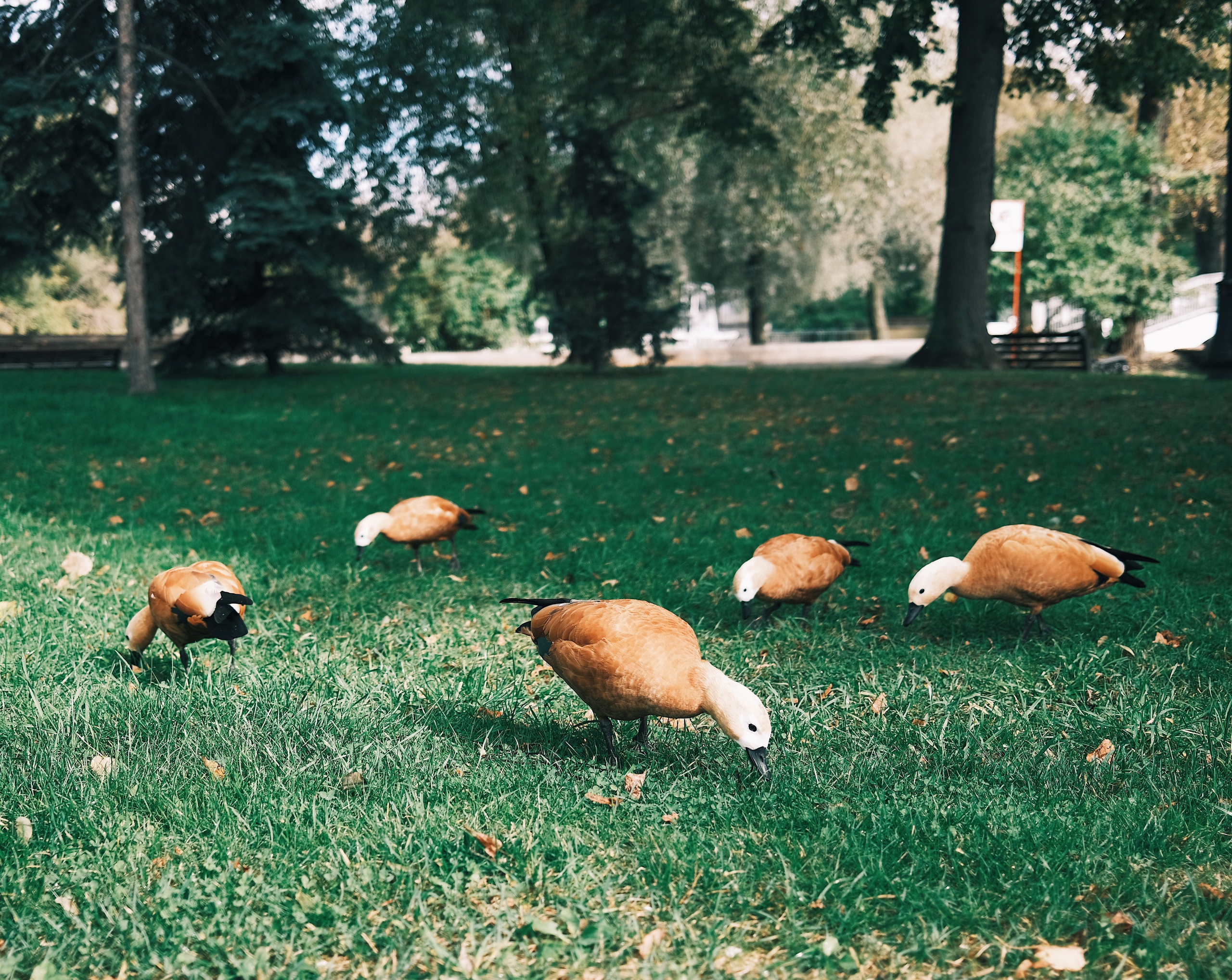 Москва. Аня Степанова