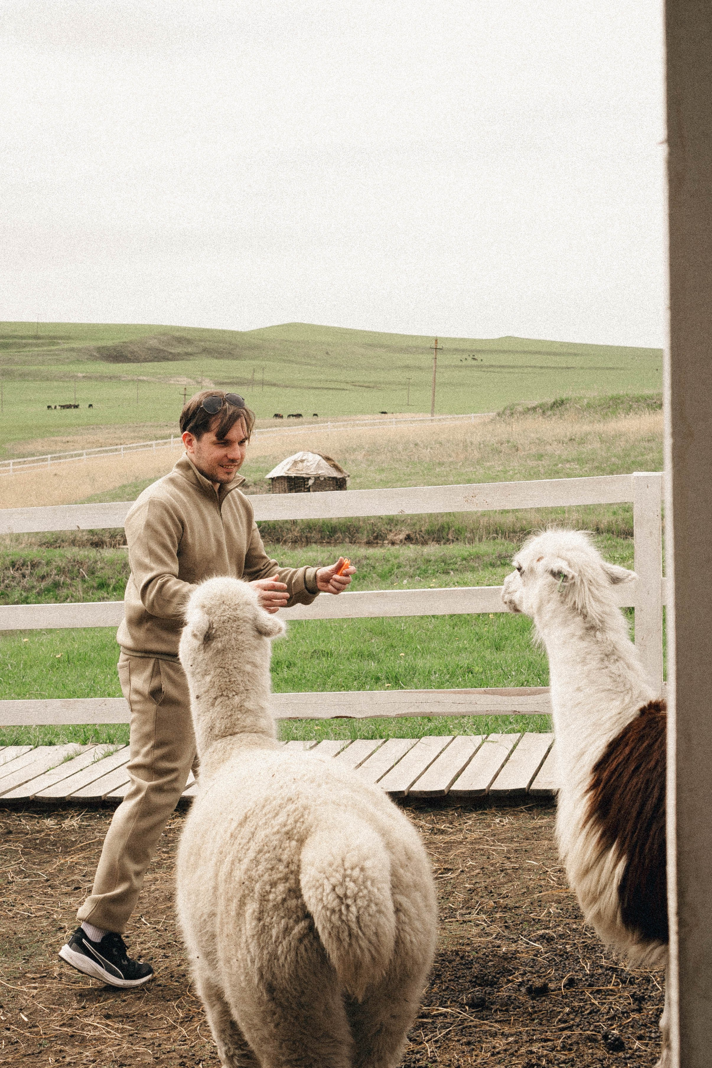 Ферма Альпак. Профессиональный фотограф, Санкт-Петербург — Виктория Богомолова