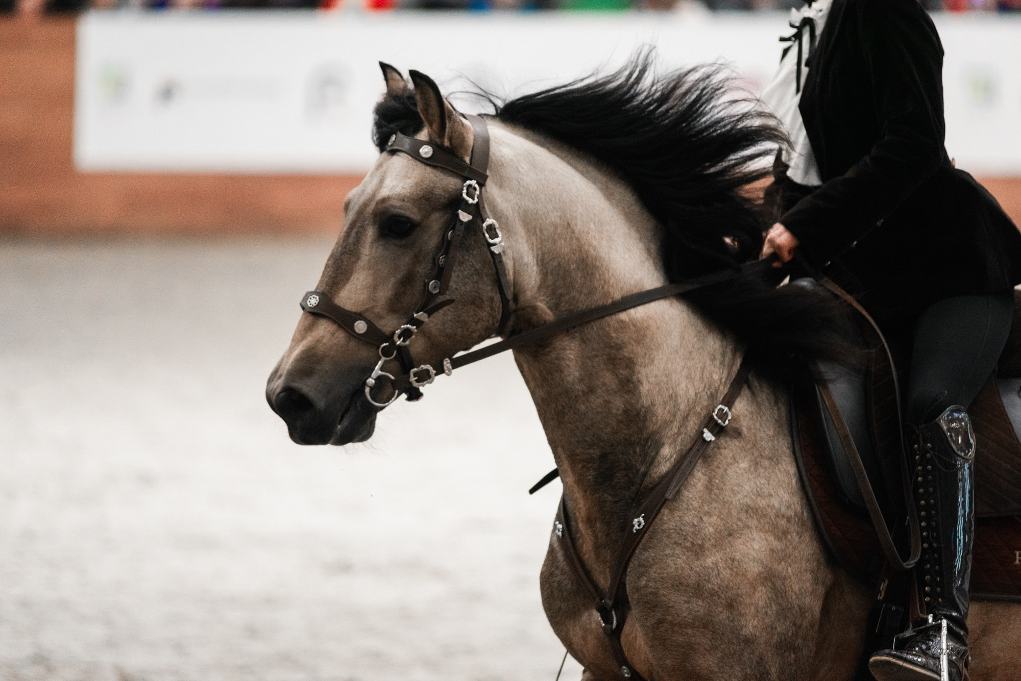 8-я международная выставка Конная Россия. Конный фотограф Куракина Дарья • Фотосессии с лошадьми