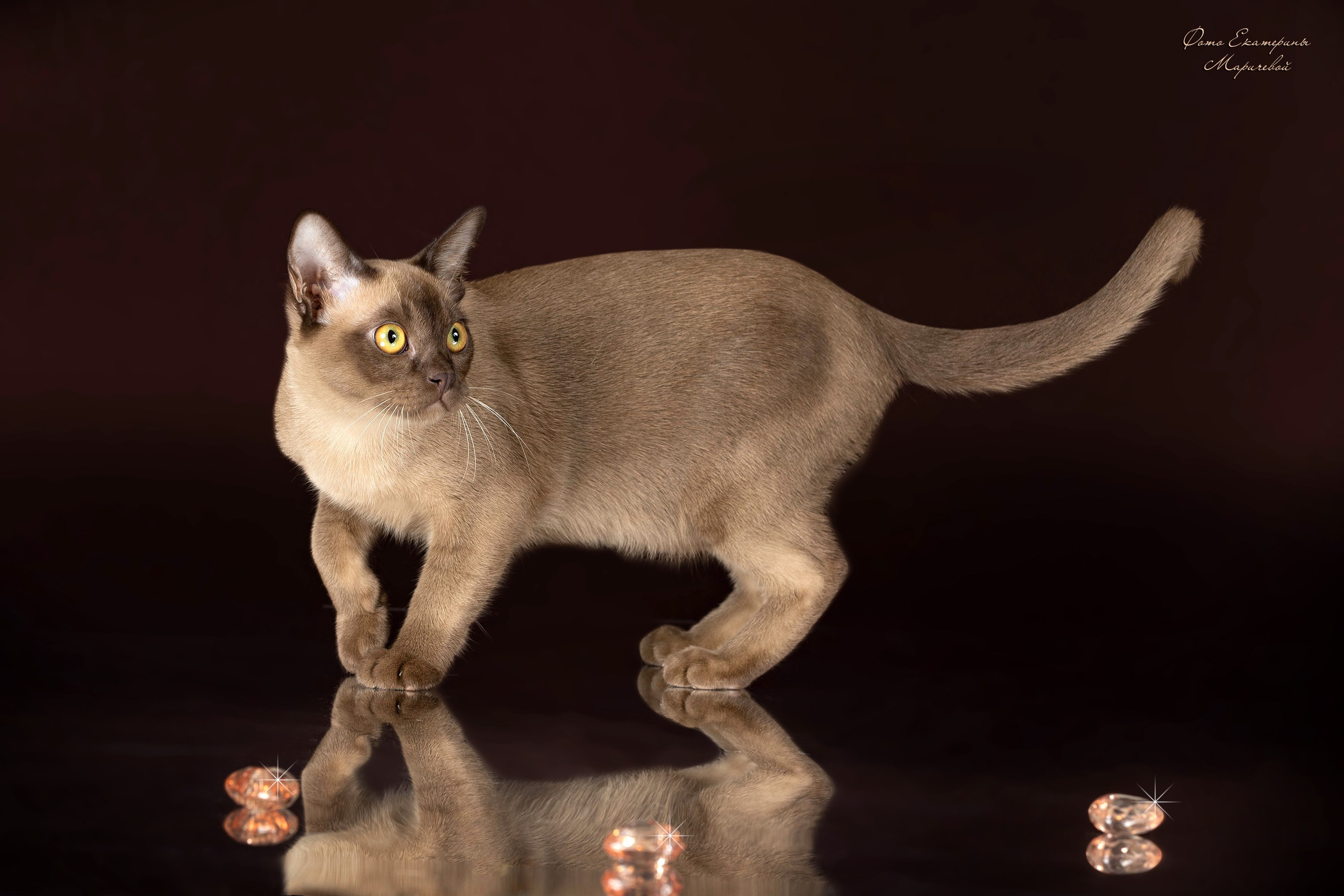 Коричневые фоны. Фотограф-анималист в Омске Екатерина Маричева