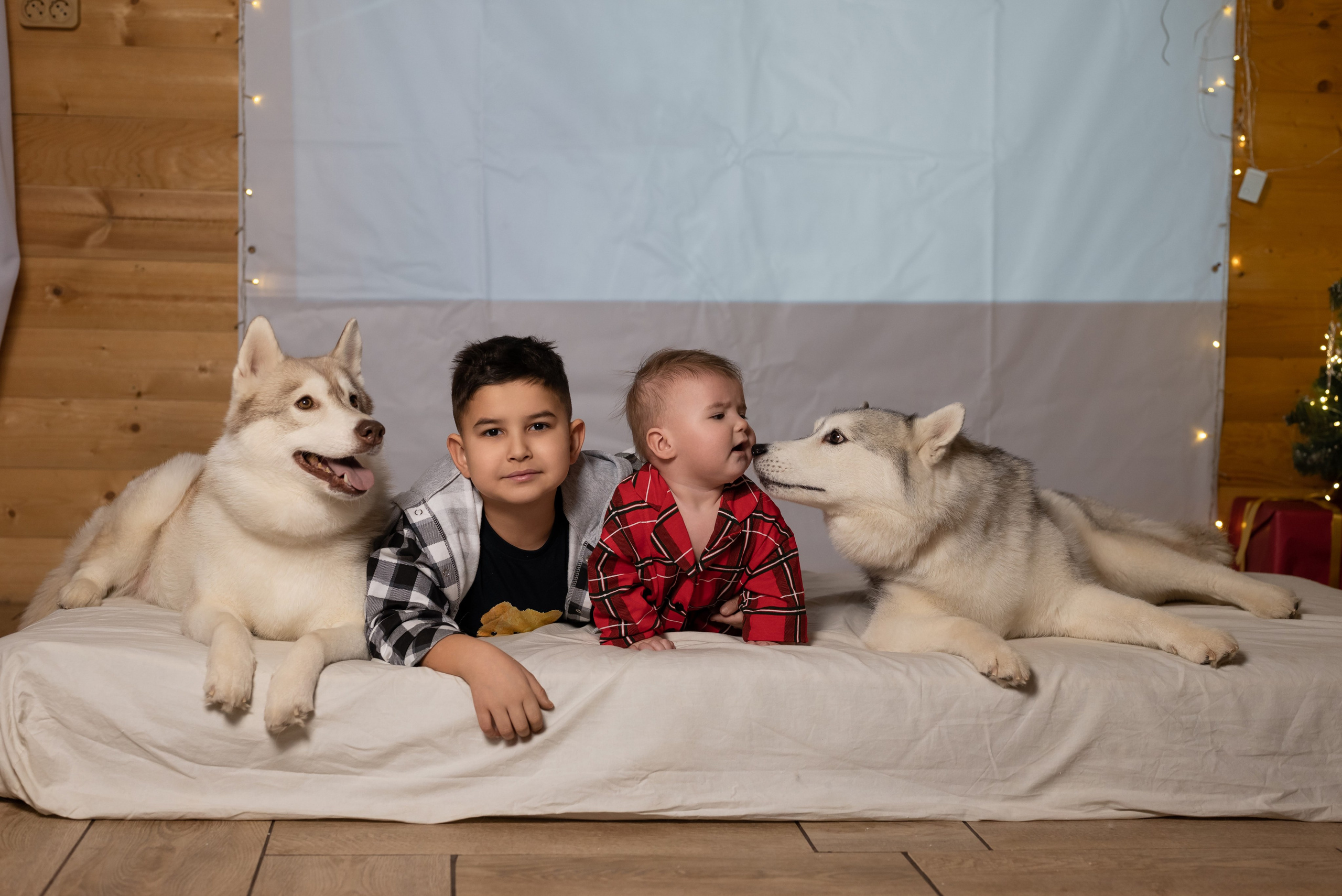 Фотопроект с хаски в частном доме. Фотограф в городе Салават