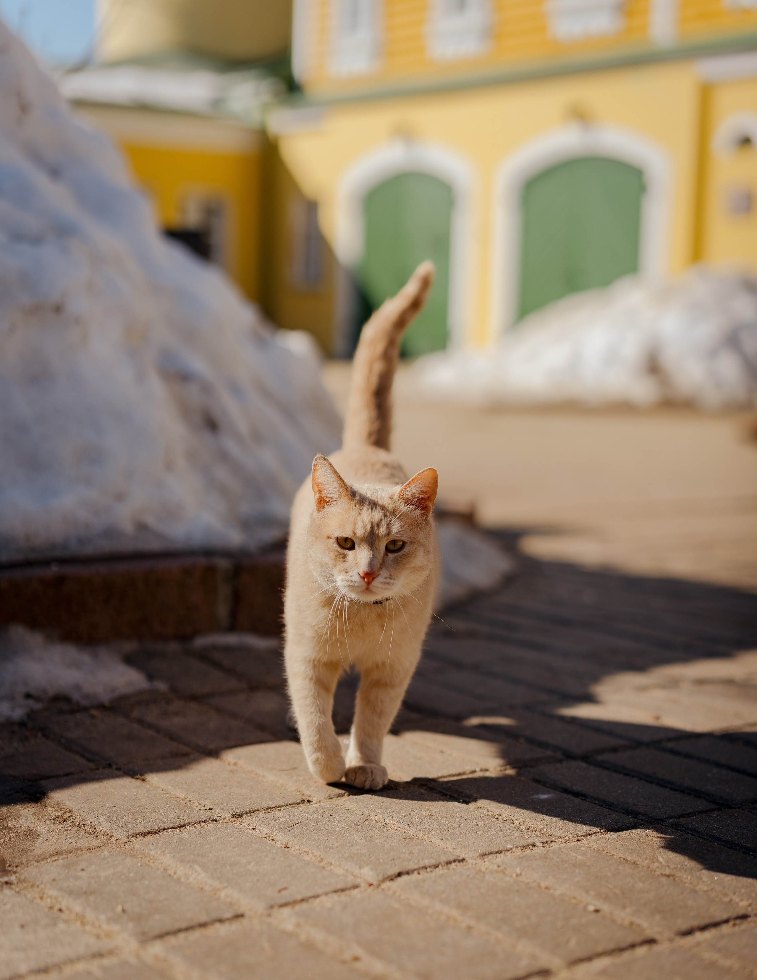 Разные Животные. Портретный и семейный фотограф в Москве/Видное