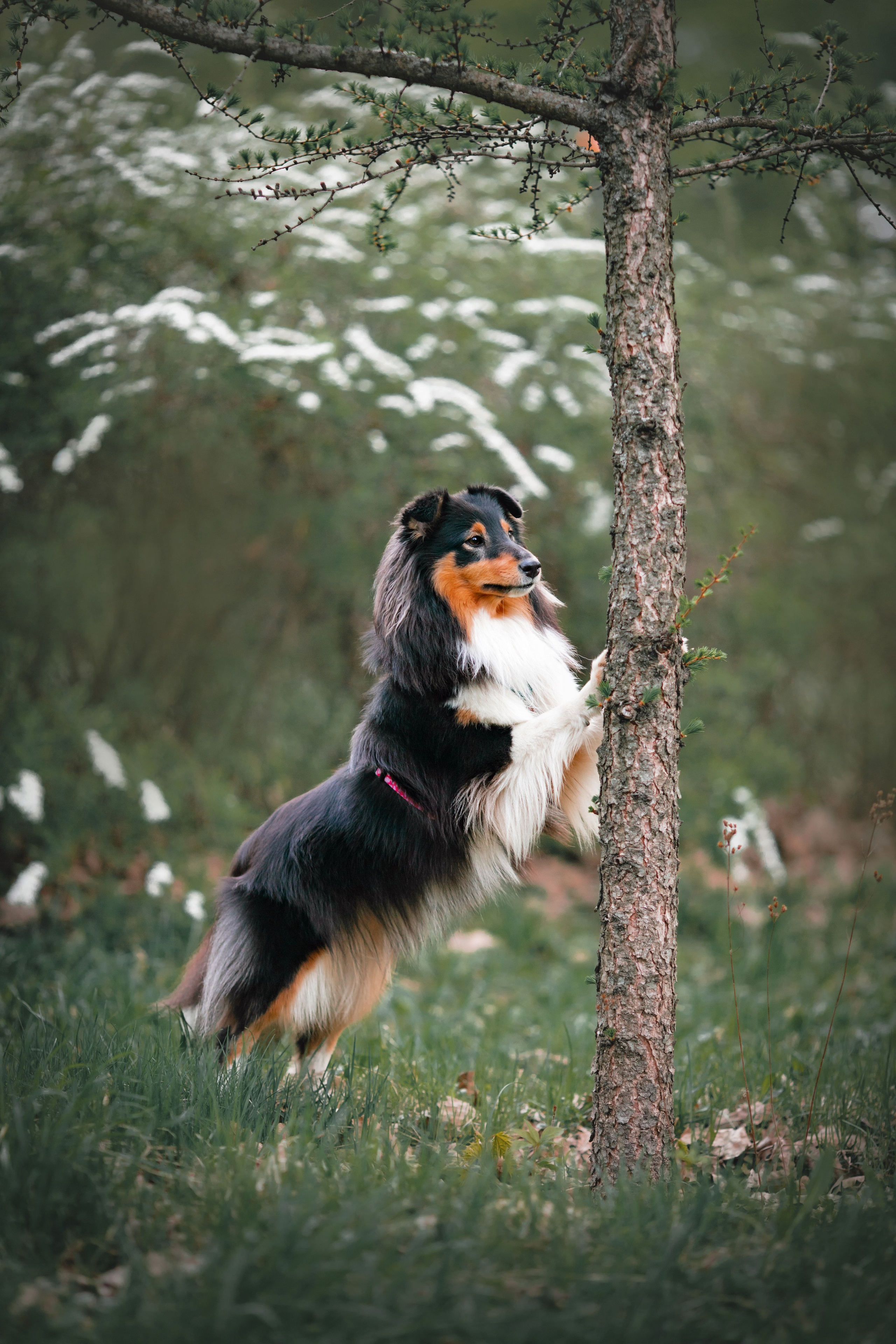 Летти. Художник и Фотограф Тимохина Юлия