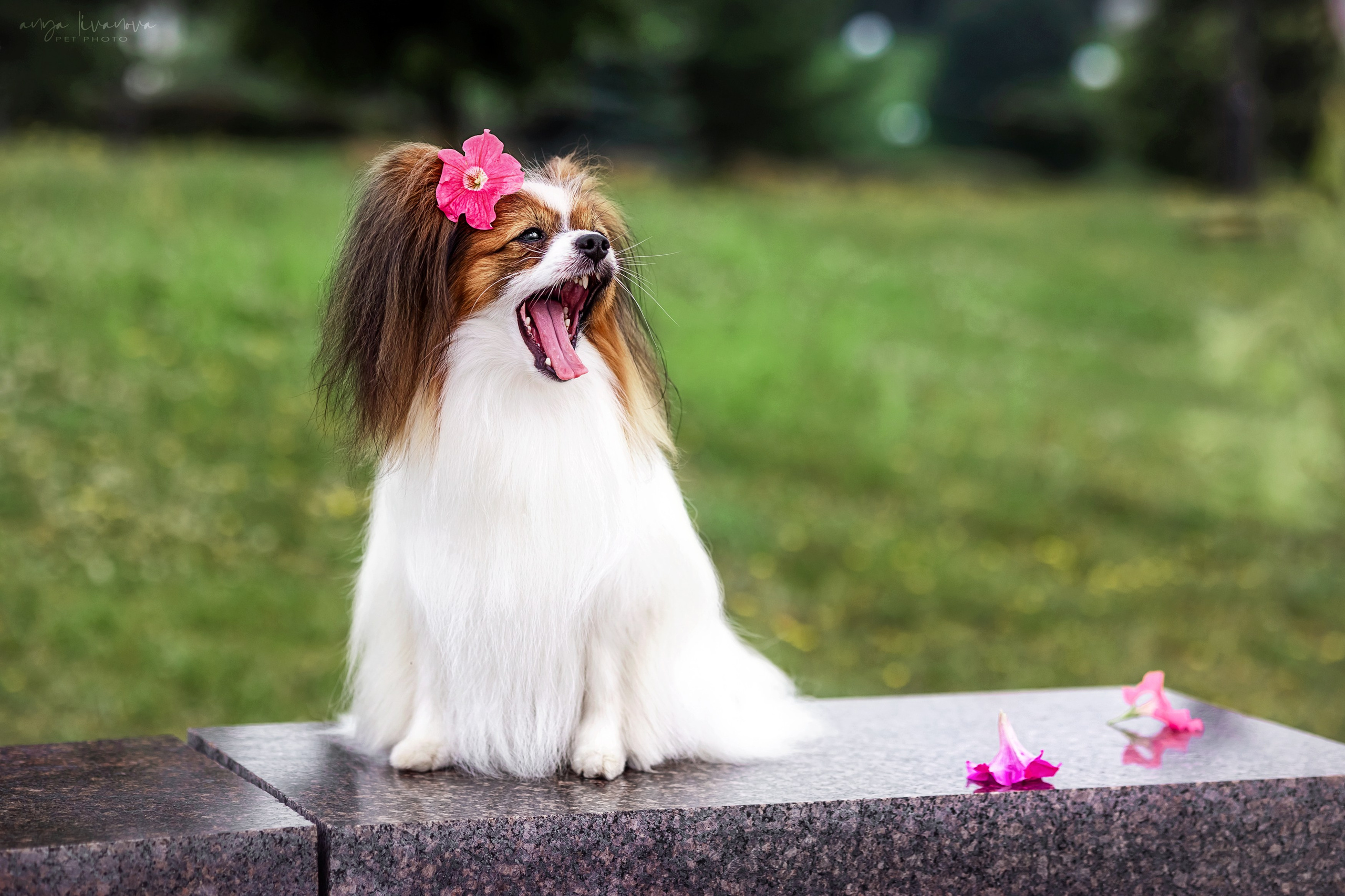 Елена и папийоны. Фотограф анималист Аня Ливанова | Рыбинск