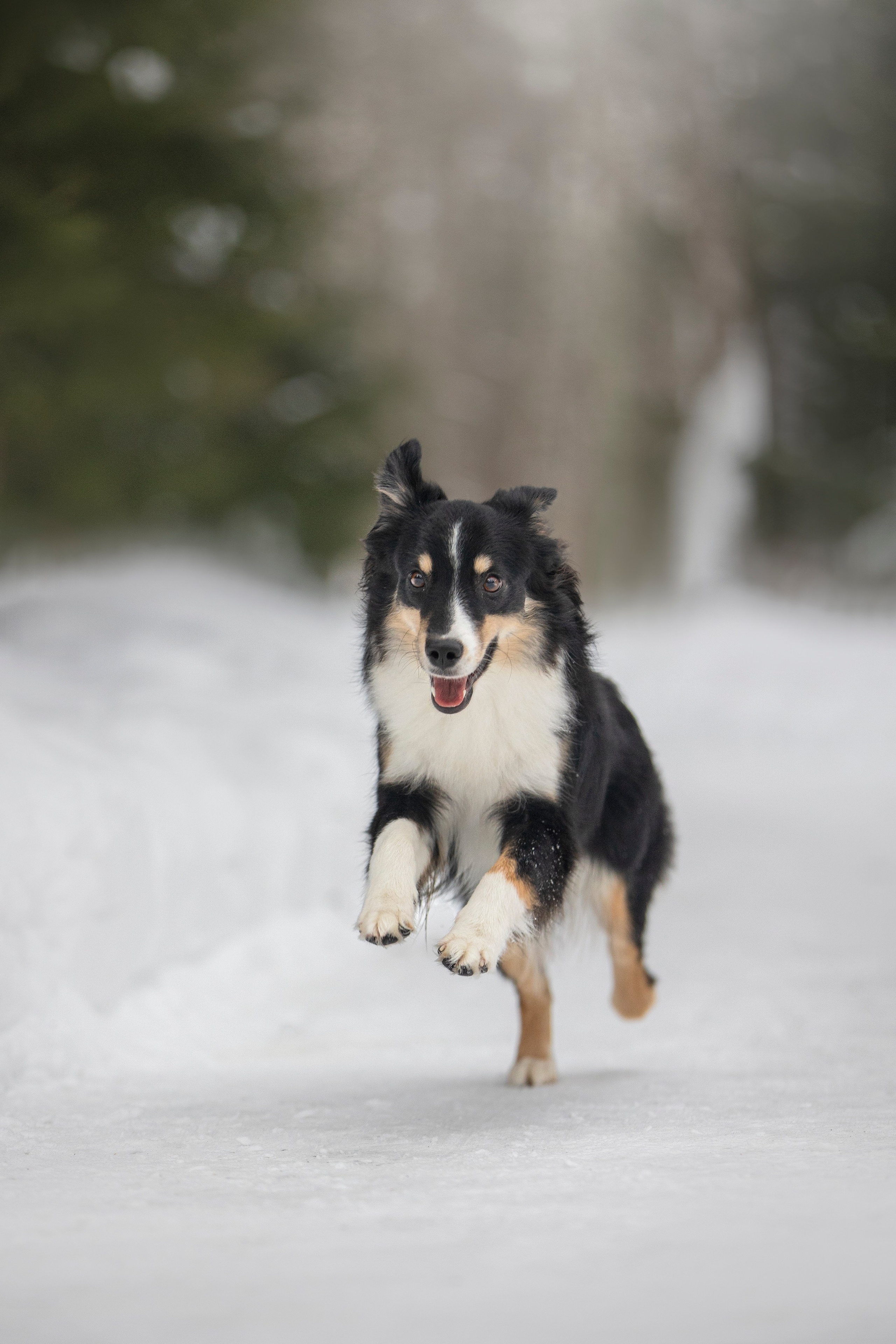 Дария, Макс, Сезам и Чили. Фотограф анималист в Москве Майорова Евгения