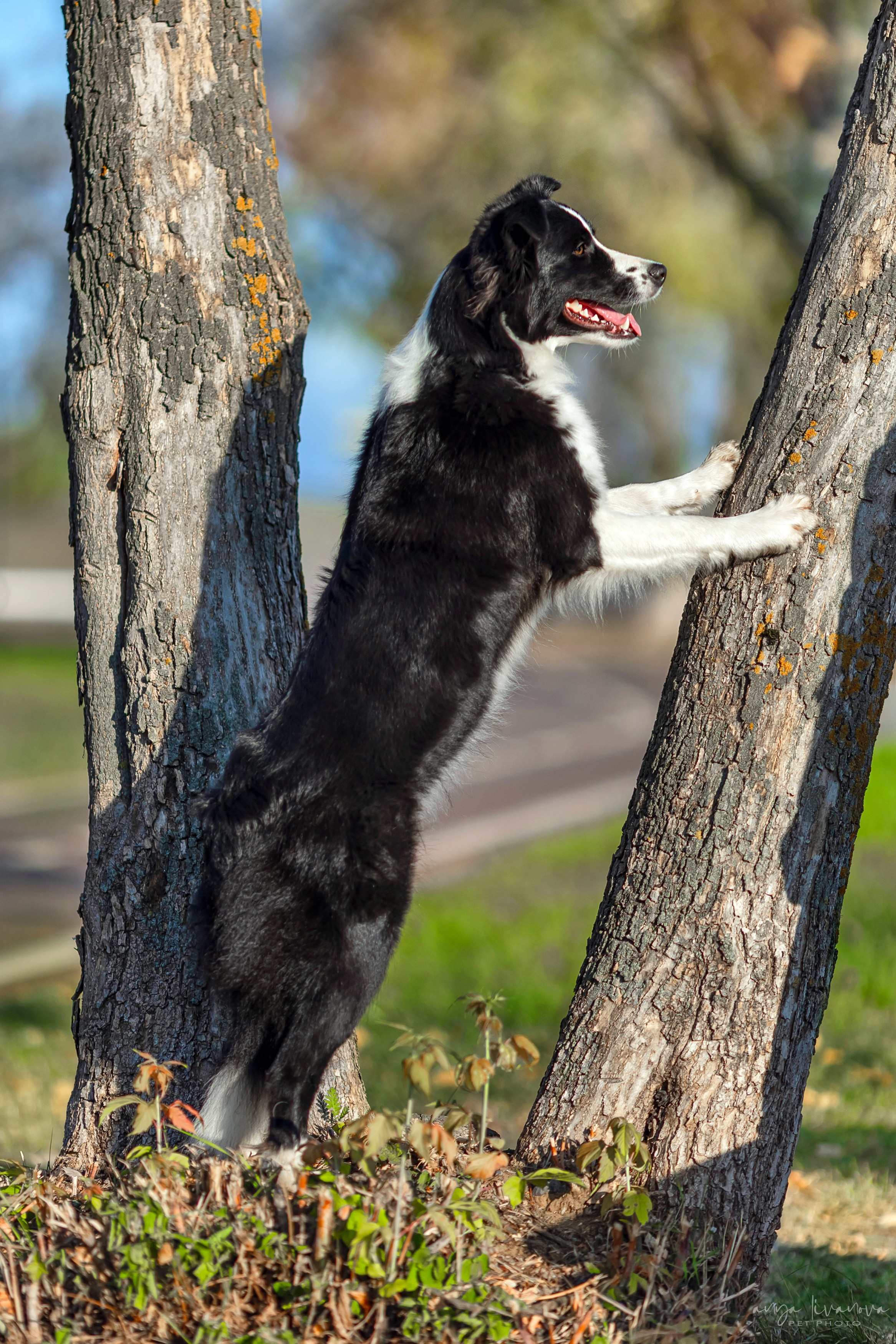Алена и Майли. Фотограф анималист Аня Ливанова | Рыбинск