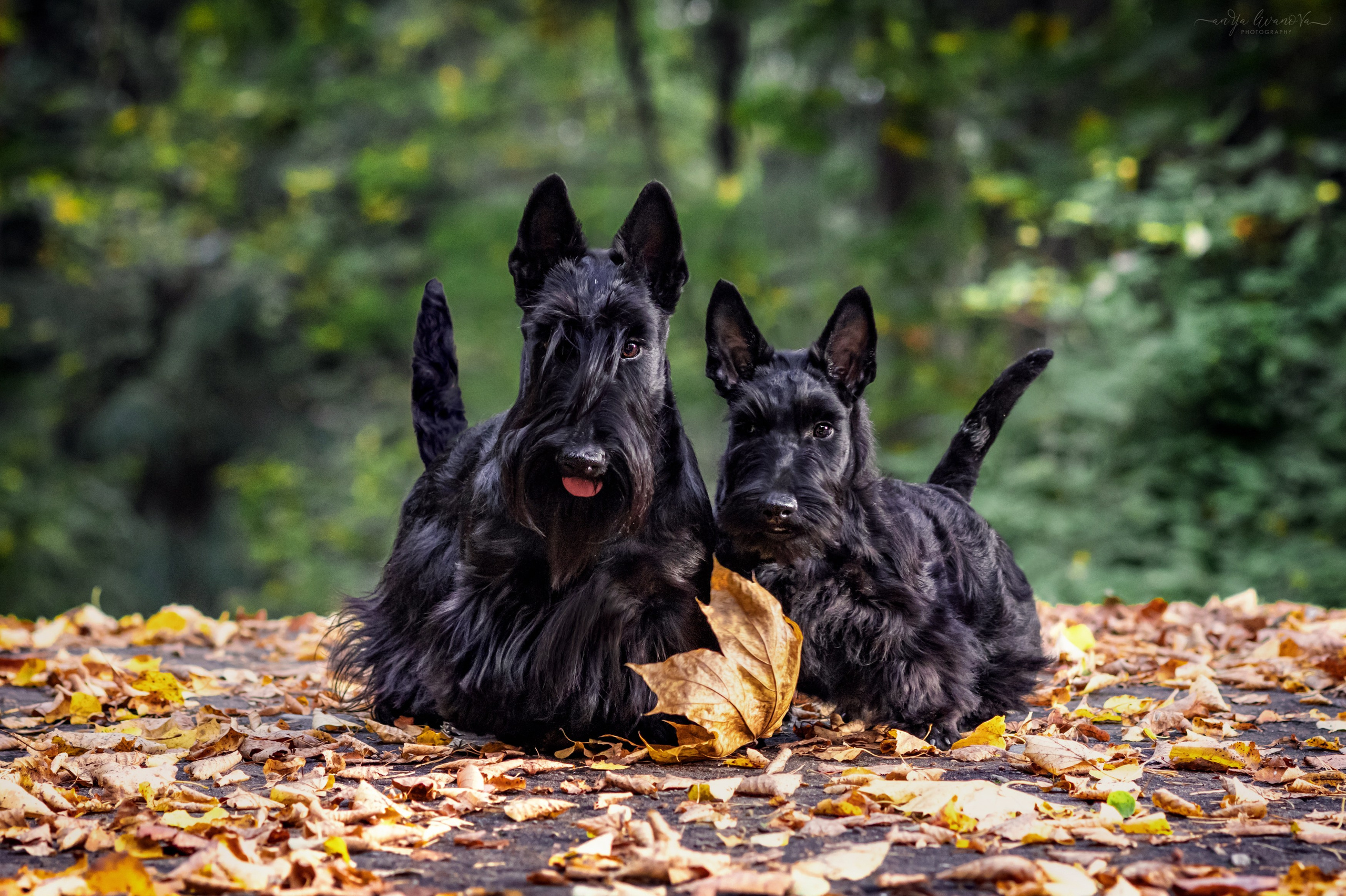 Скотчики Аврора и Амира. Фотограф анималист Аня Ливанова | Рыбинск
