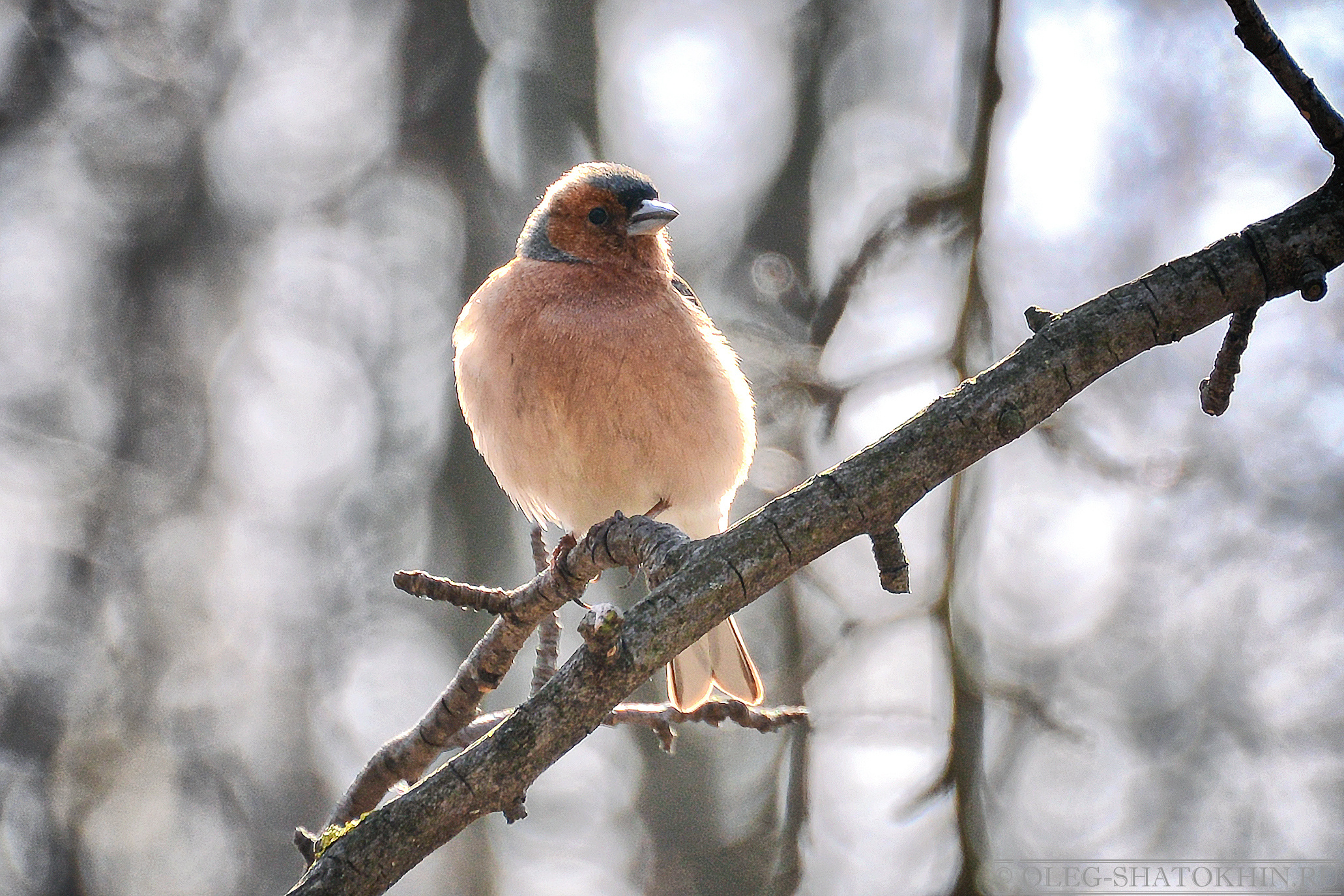Пейзажи. Свадебный фотограф Олег Шатохин  Москва и Московской область