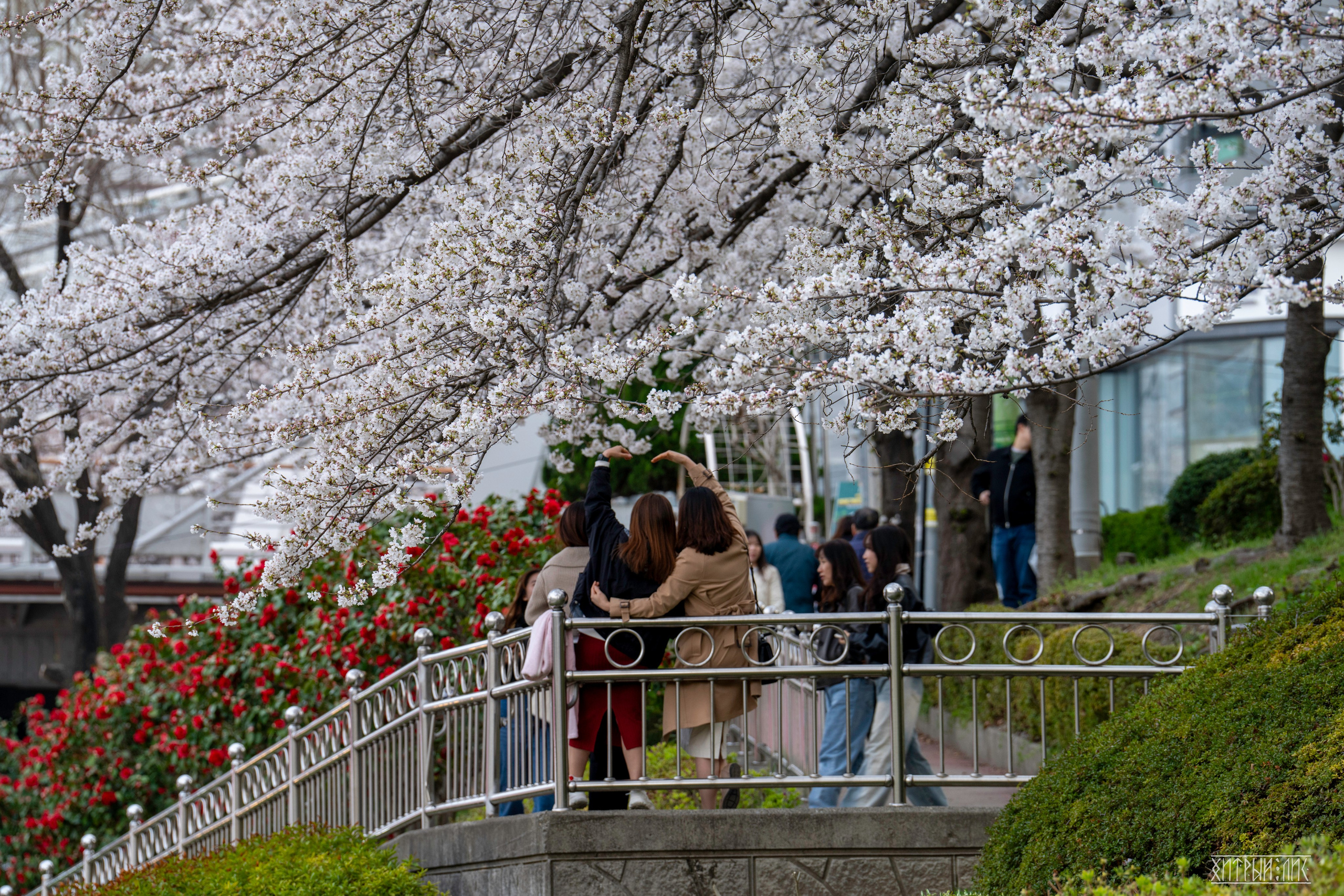 Южная Корея. Фотограф-путешественник Самойлов Максим «Sly Fox»
