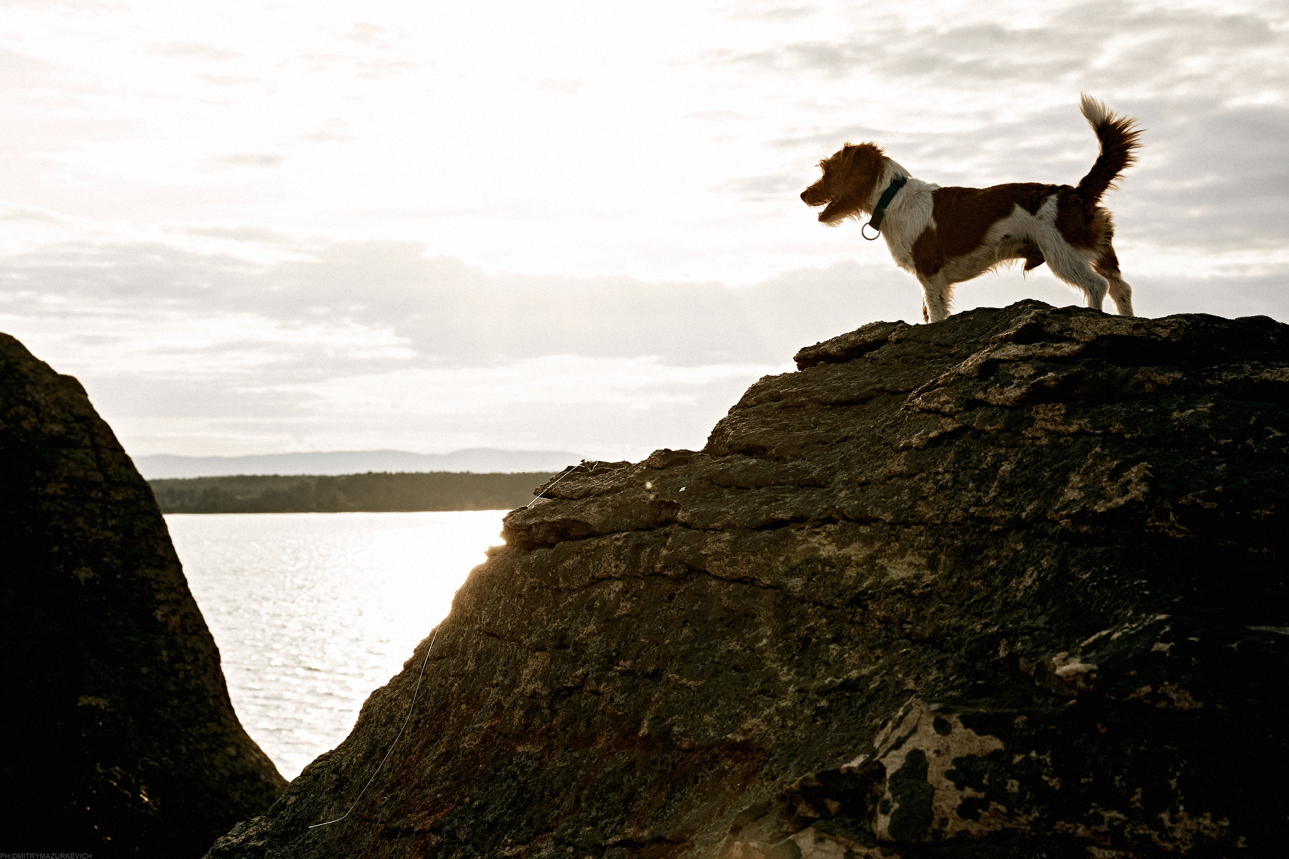 ТЫ Я И ПЁС. Дмитрий Мазуркевич: Профессиональный Репортажный Фотограф