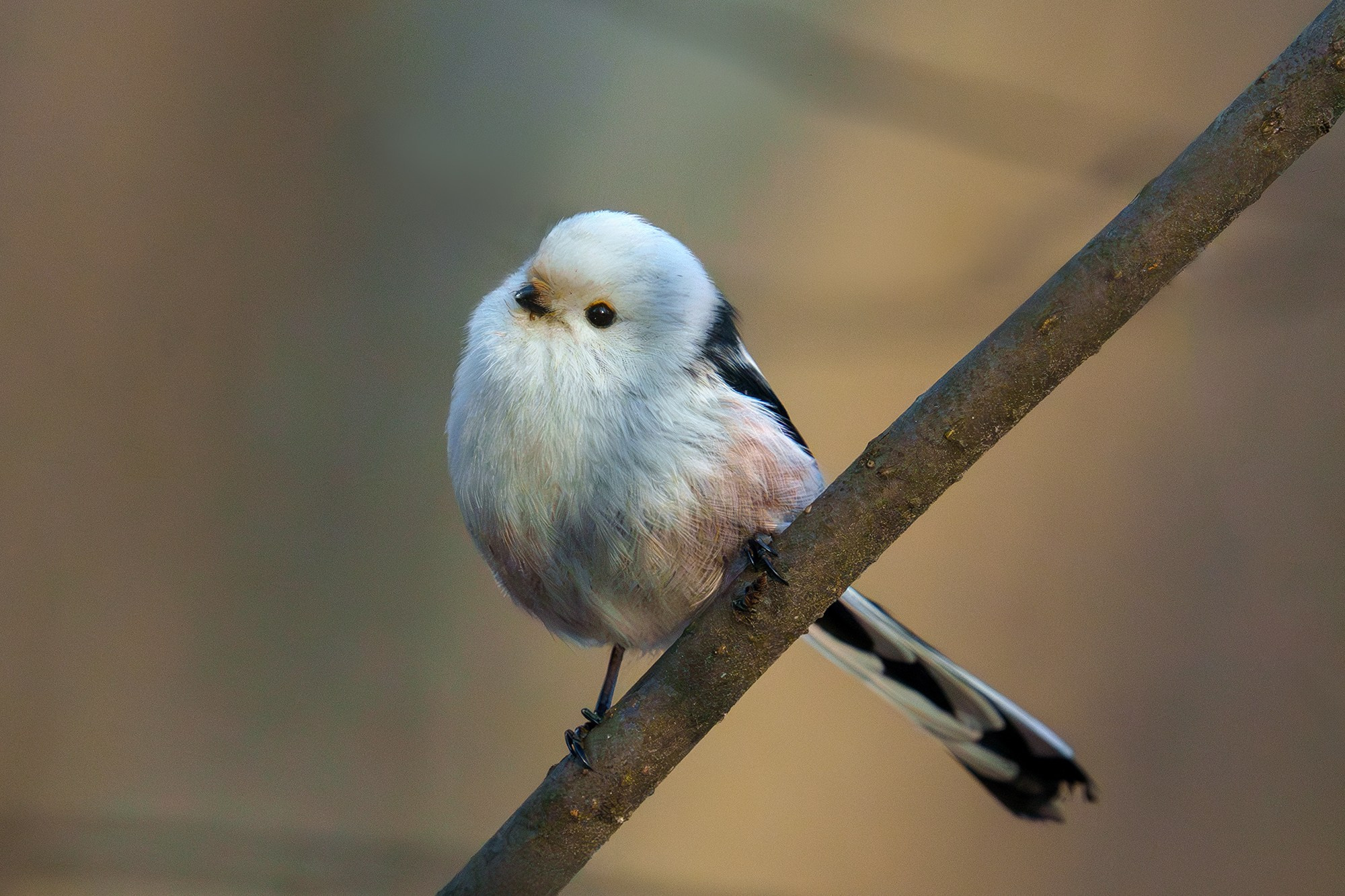 Удивительные мир птиц. Вокруг нас столько прекрасного — присмотритесь!. Ваш личный фотограф Марина Волкова