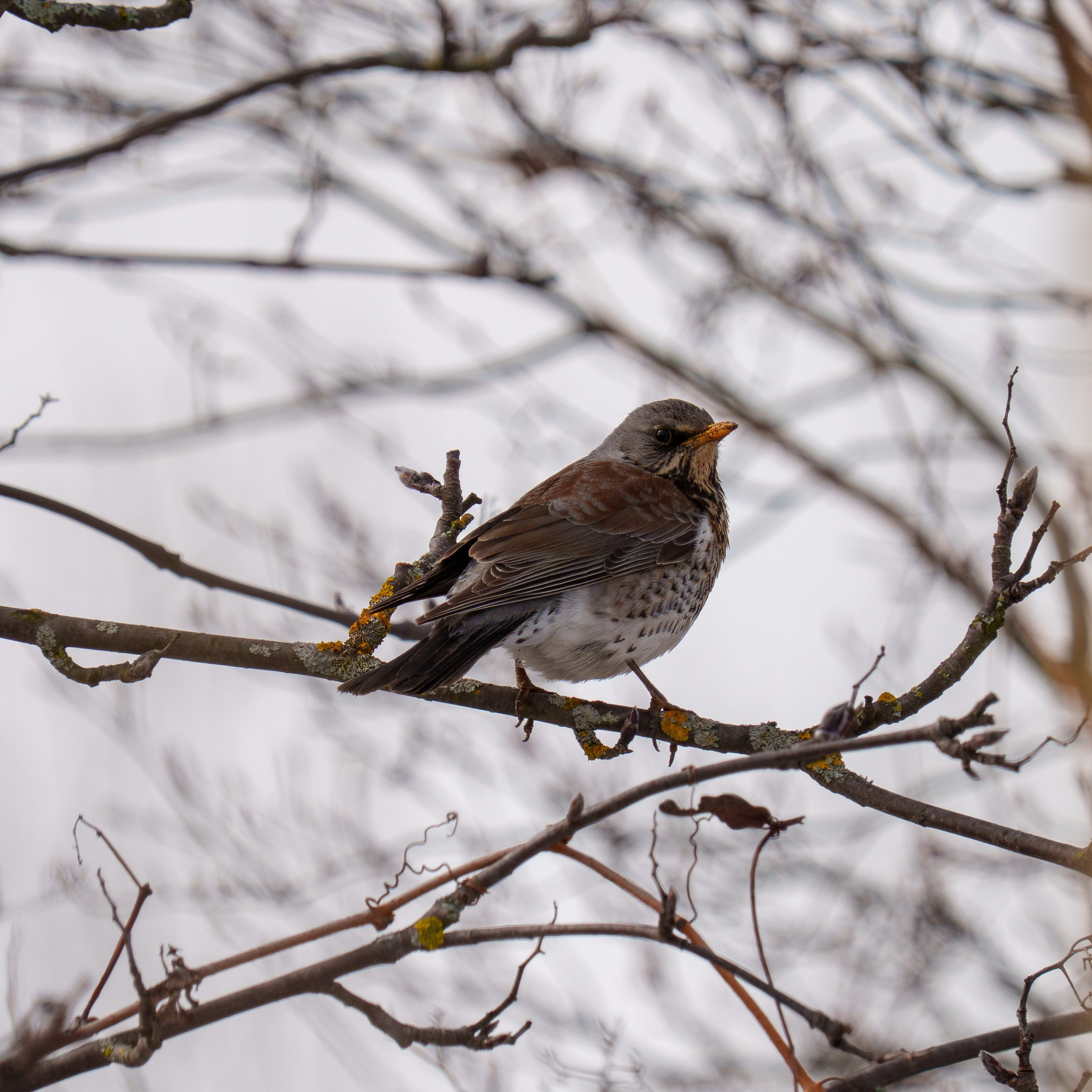 Animals — Животные