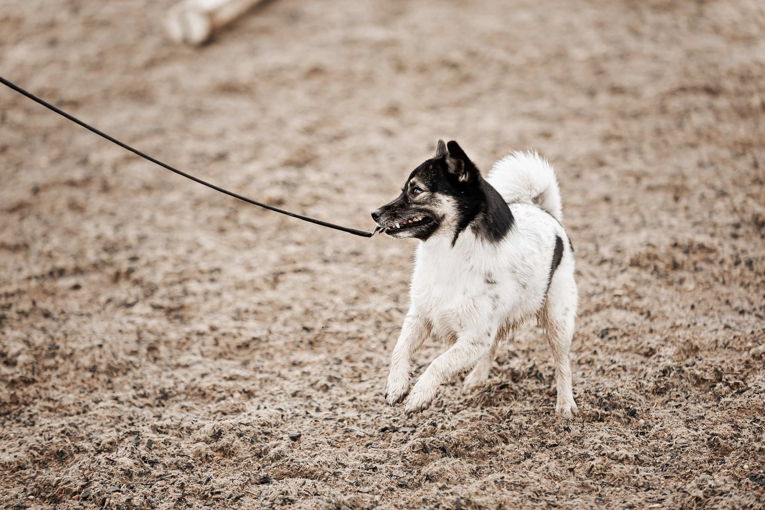 Рони и Зося. Куракина Дарья • Конный фотограф