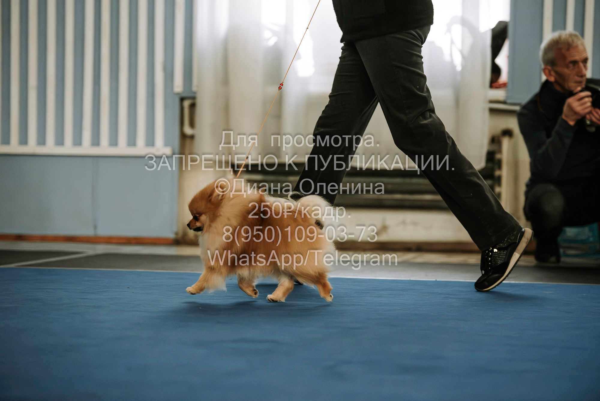 Выставка собак Красноярск 29.10.2023. Фотограф Диана Оленина Красноярск / Братск