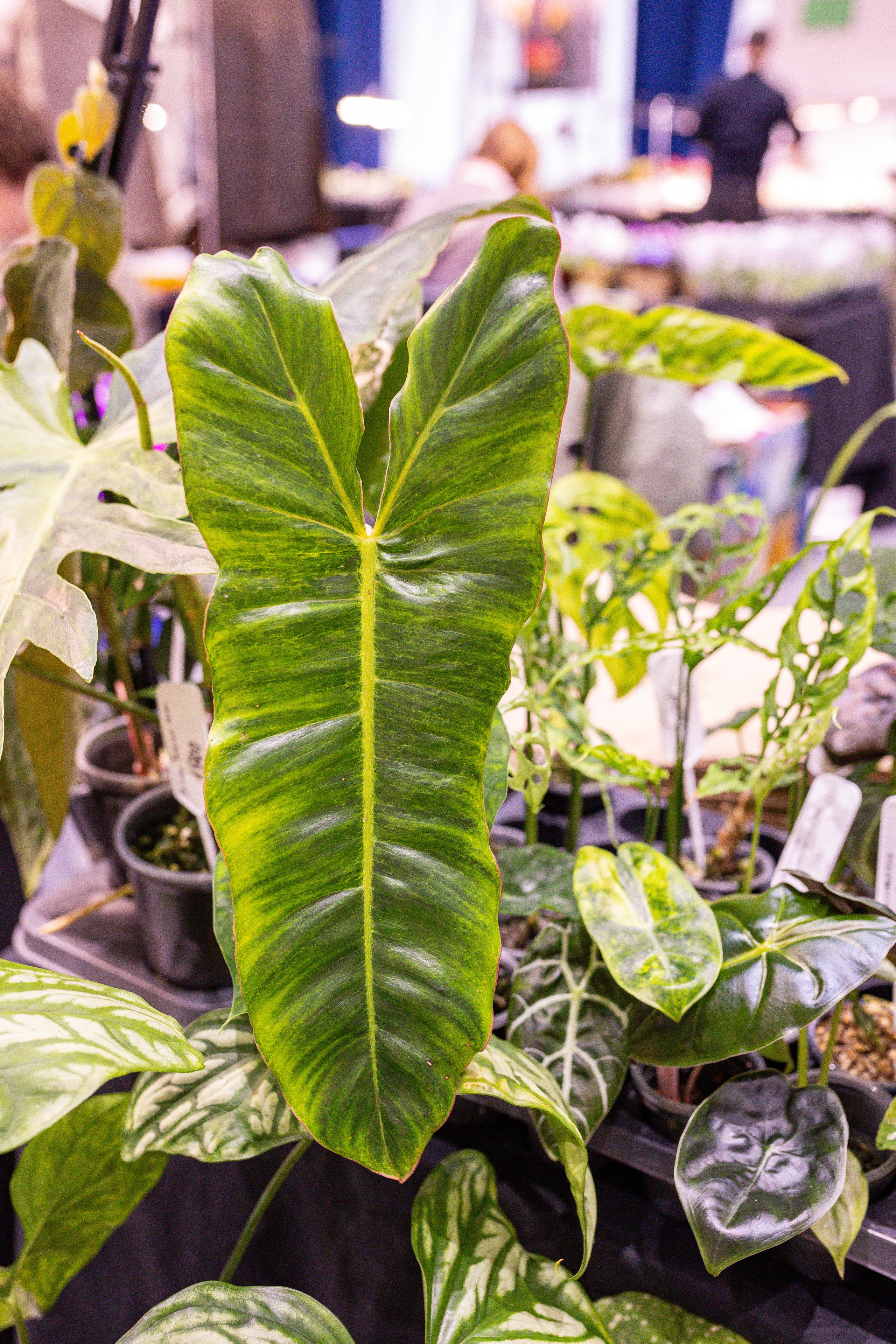 Монстериум 11–12 октября. Александра Куликова фотограф, Москва