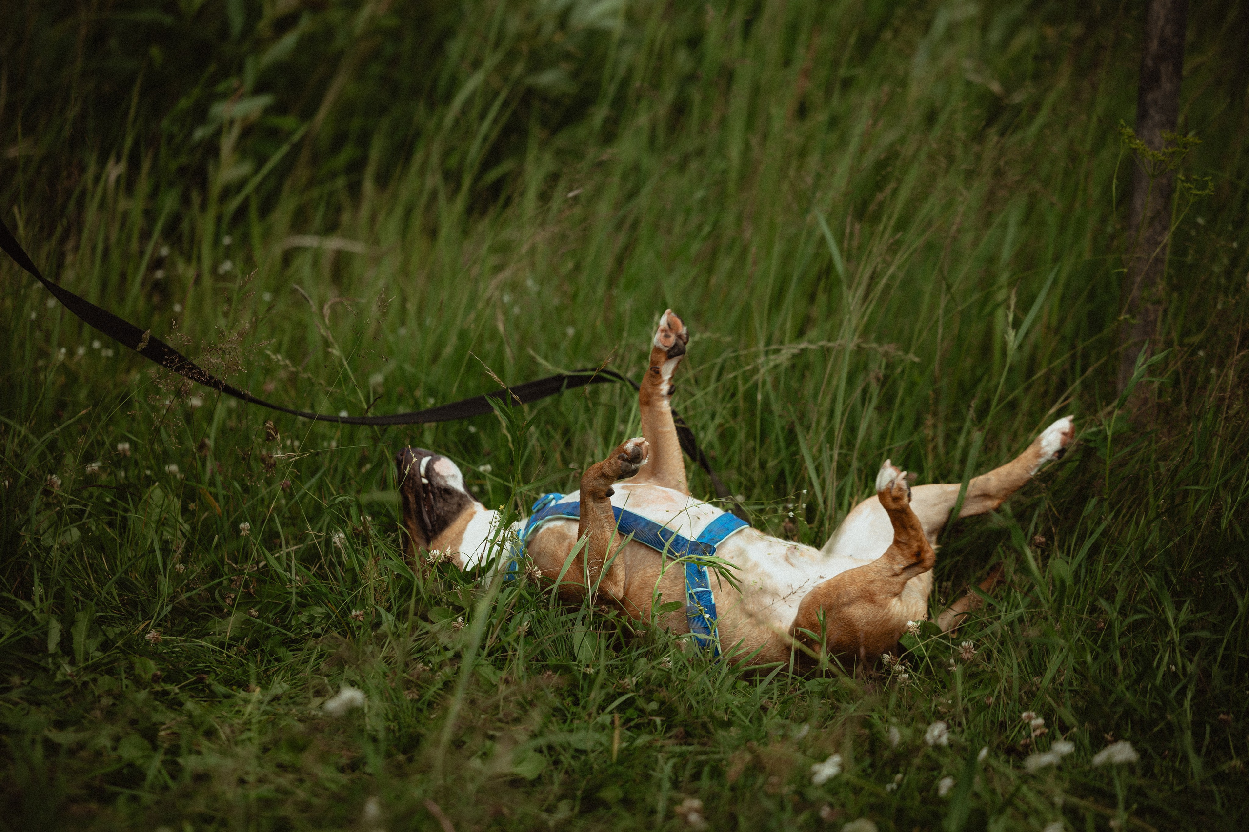 Выездной дог-тренинг от школы «Шерсть имею»