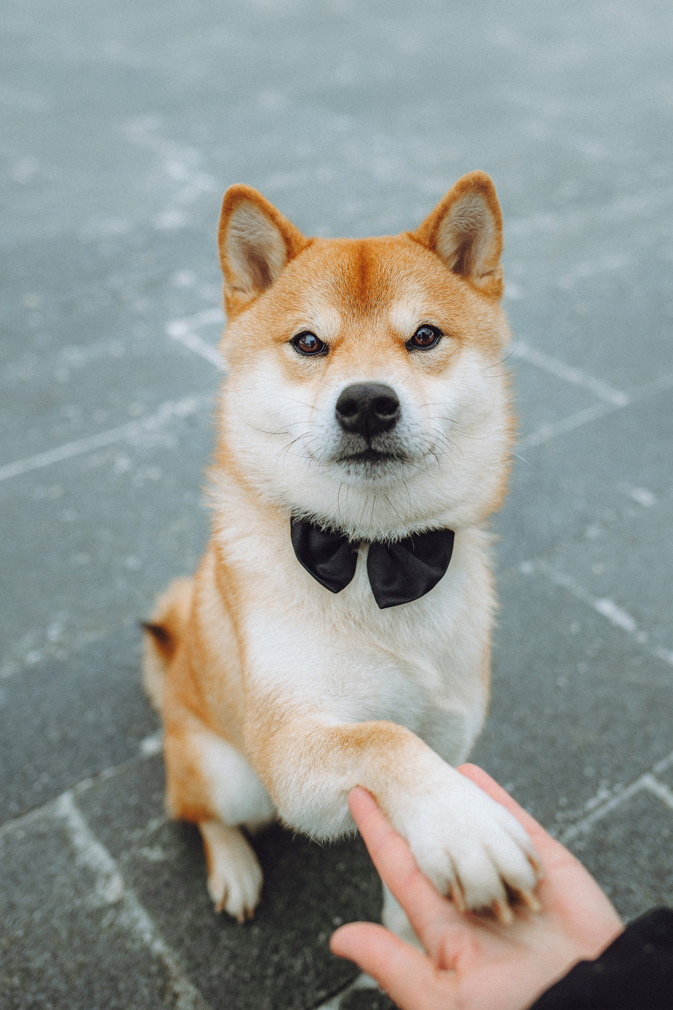 Настя и Ронин