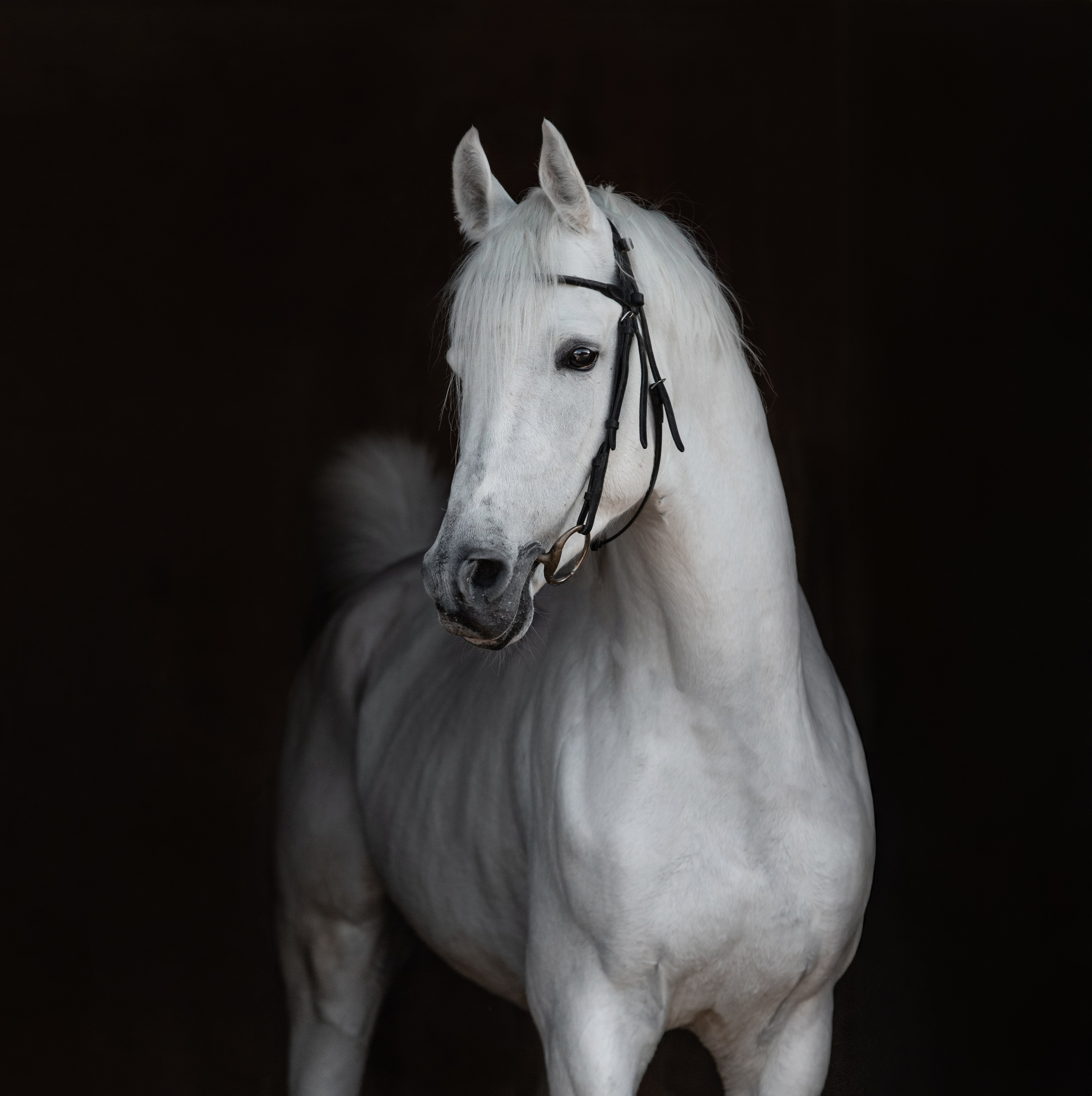 На черном фоне. Фотограф-анималист Ксендзова Кристина