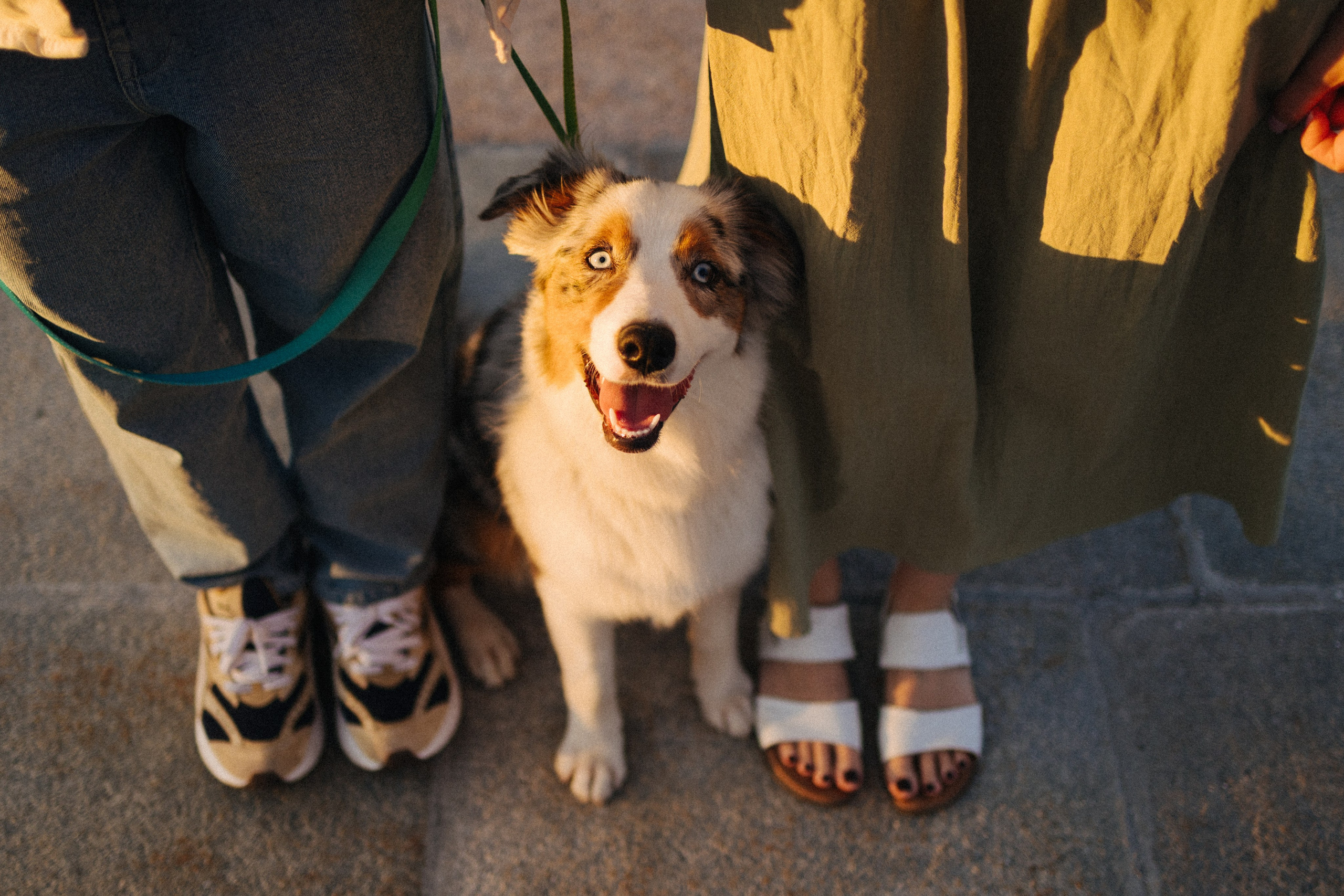 Настя, Влад и Лэйк. Фотораф — анималист Мария Шистка