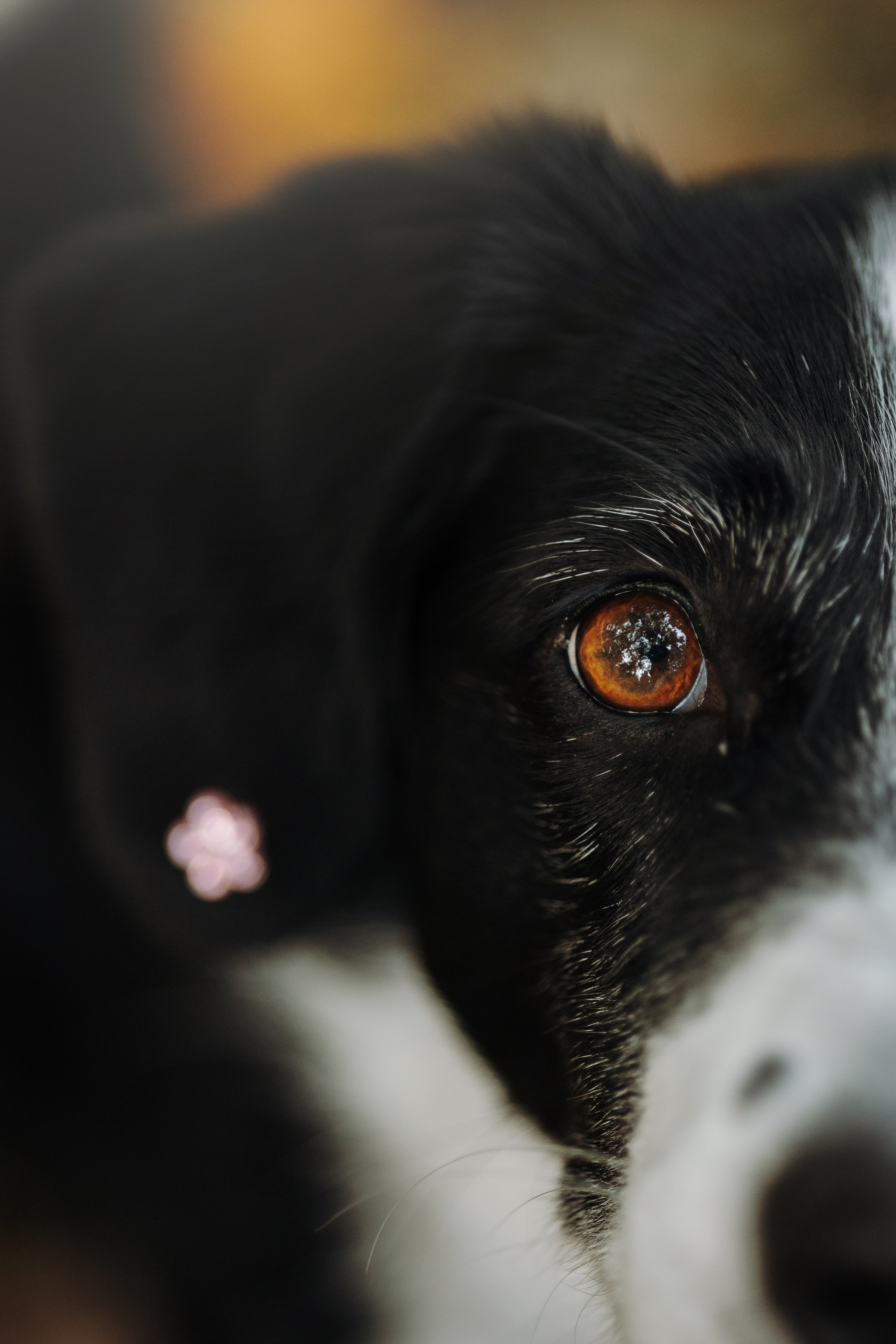 Мишель и ее семья. Фотограф — Анималист | Санкт-Петербург