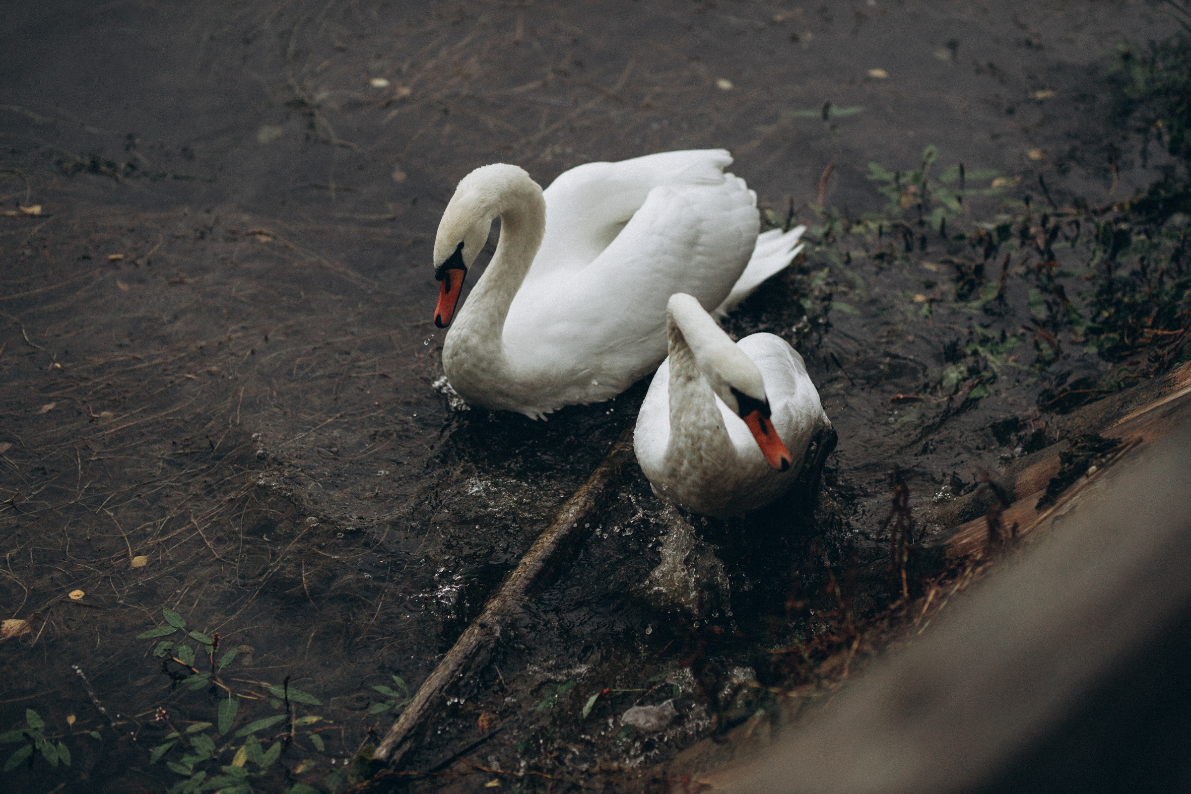 Как лебеди. Свадебный фотограф Минск