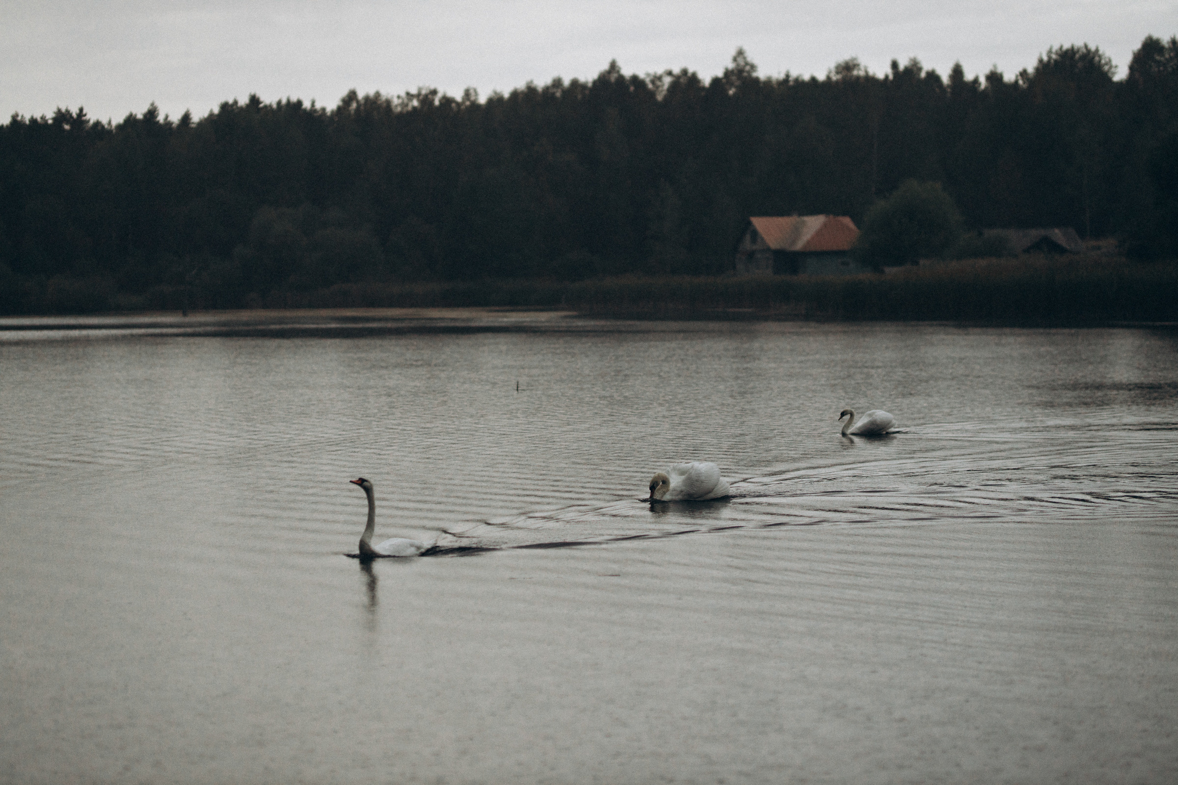 Как лебеди. Свадебный фотограф Минск