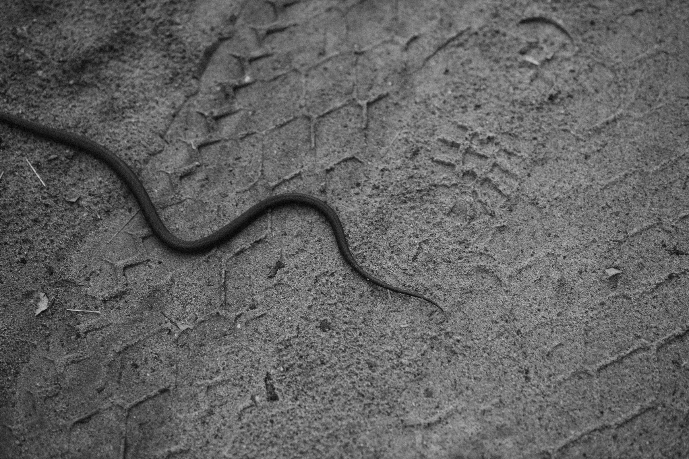 Как лебеди. Свадебный фотограф Минск