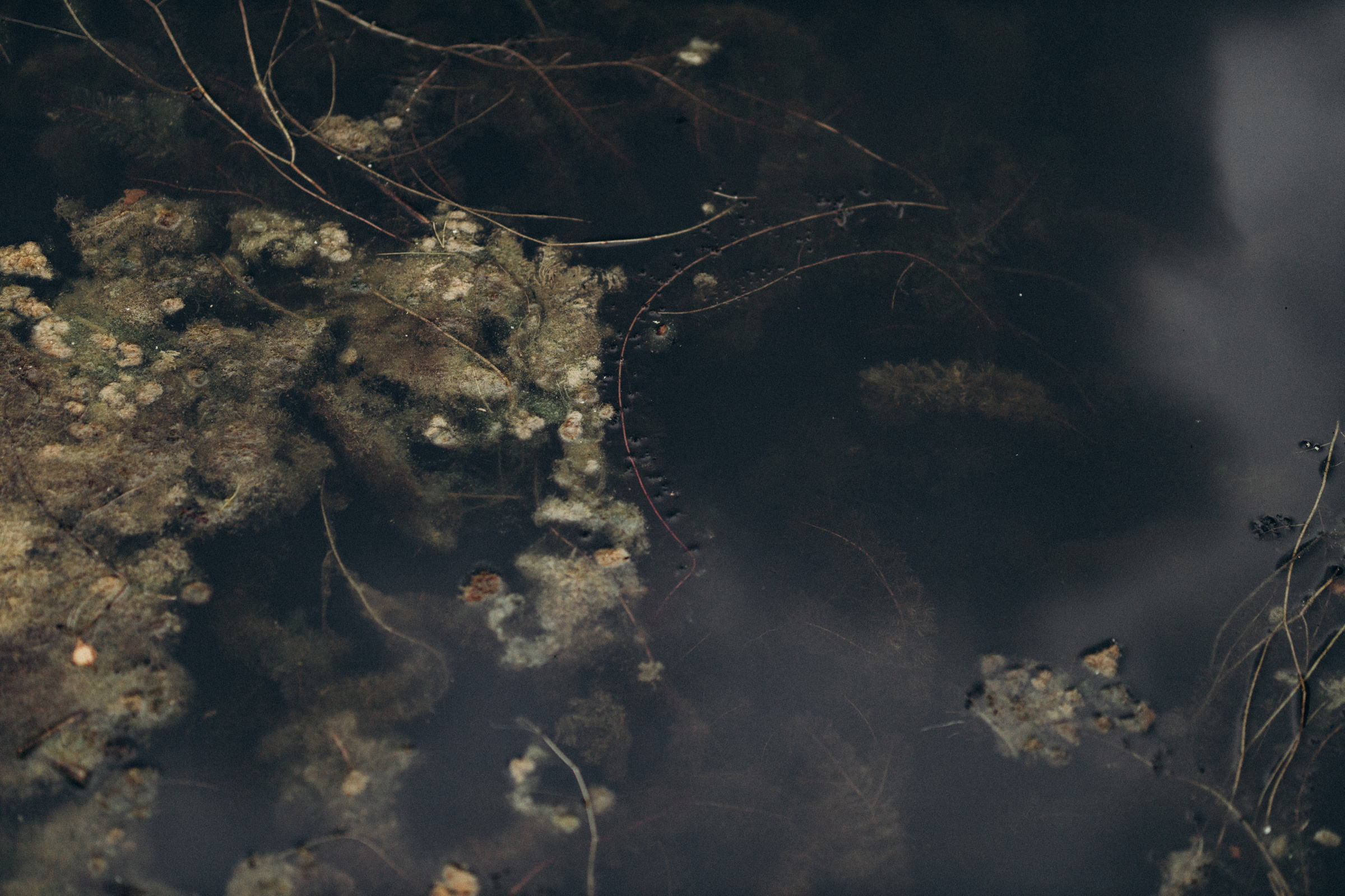 Как лебеди. Свадебный фотограф Минск