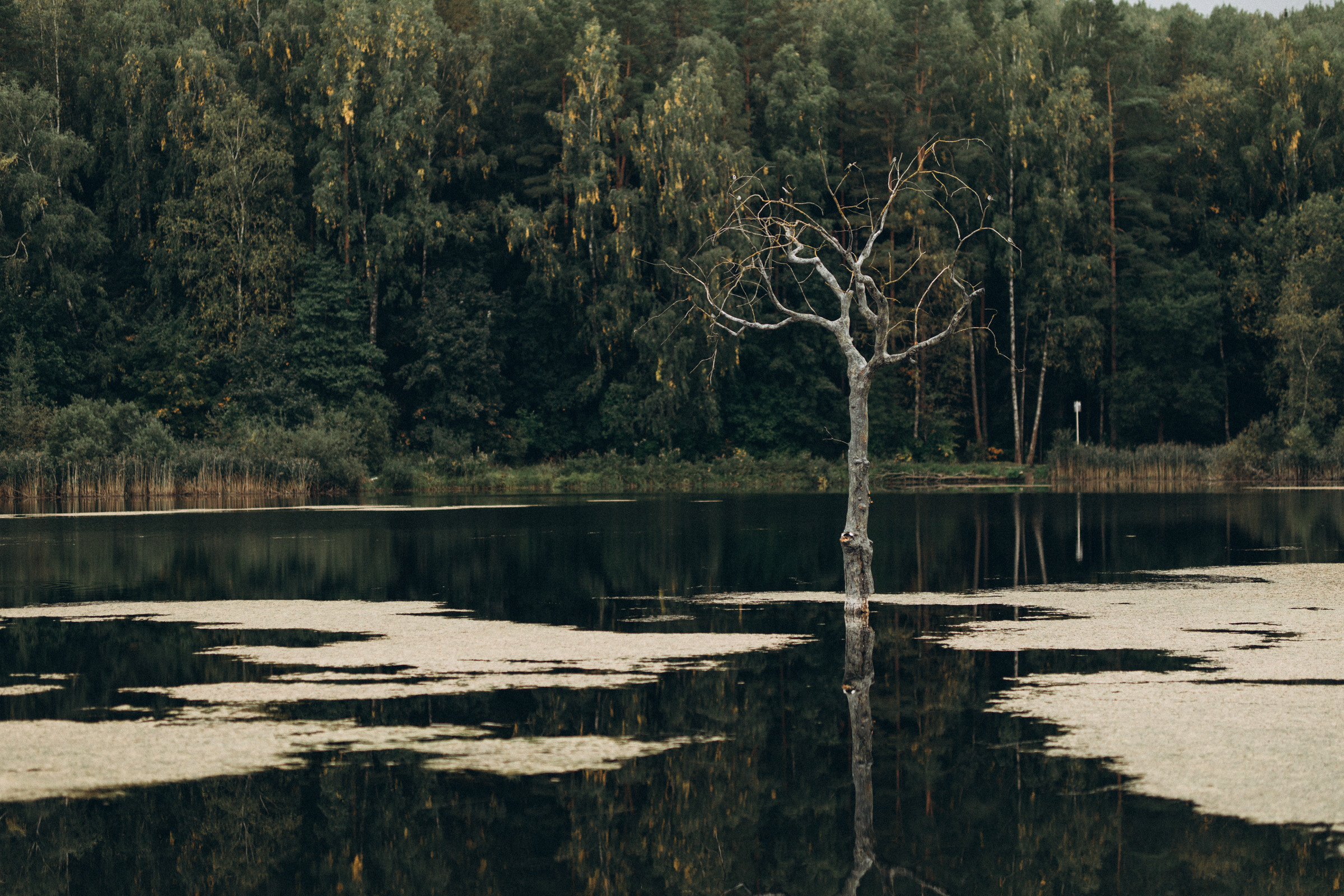 Как лебеди. Свадебный фотограф Минск