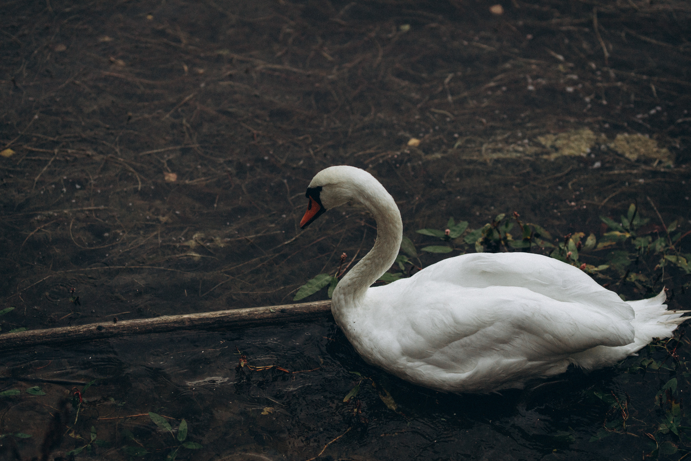 Как лебеди. Свадебный фотограф Минск