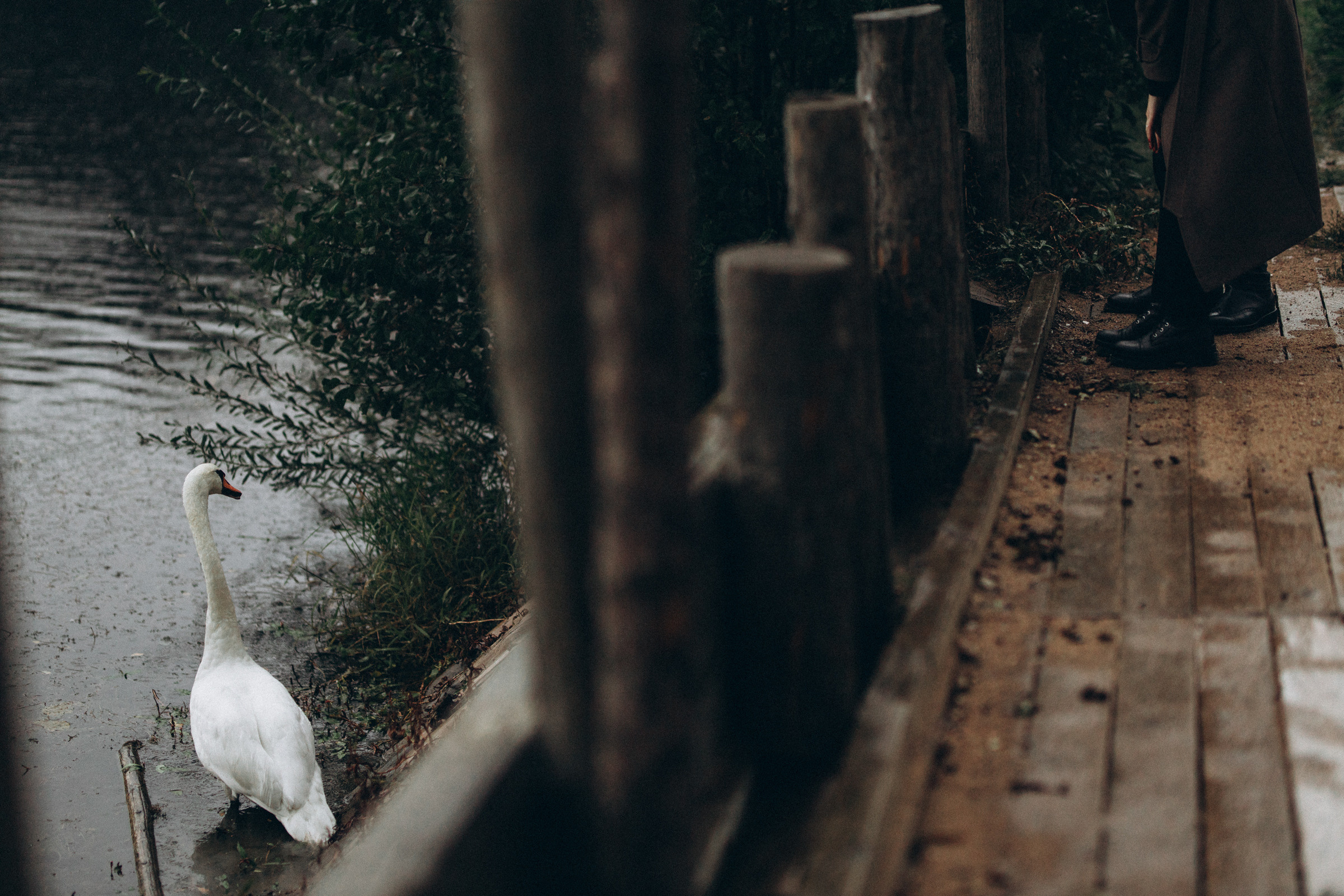 Как лебеди. Свадебный фотограф Минск