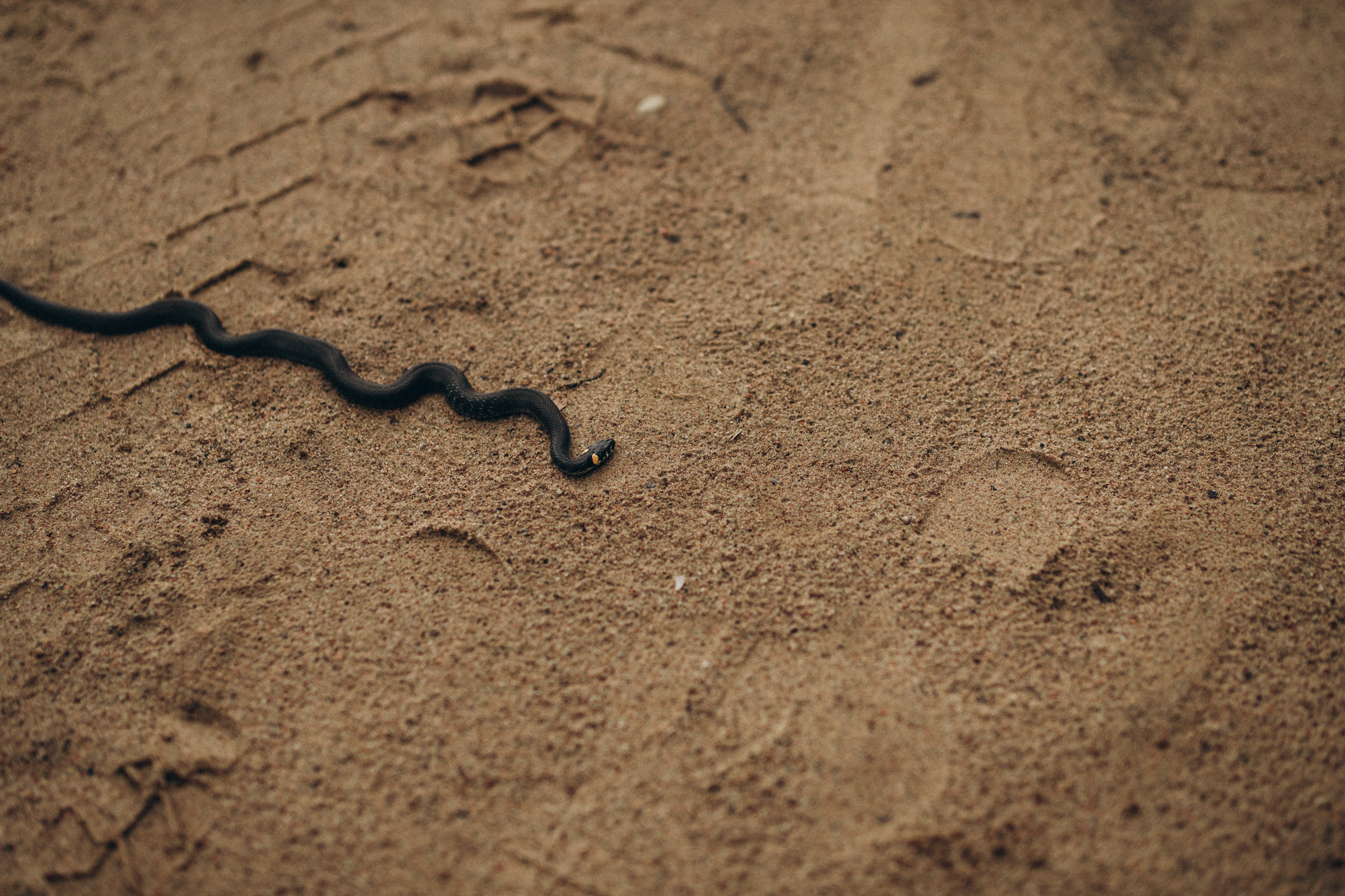 Как лебеди. Свадебный фотограф Минск