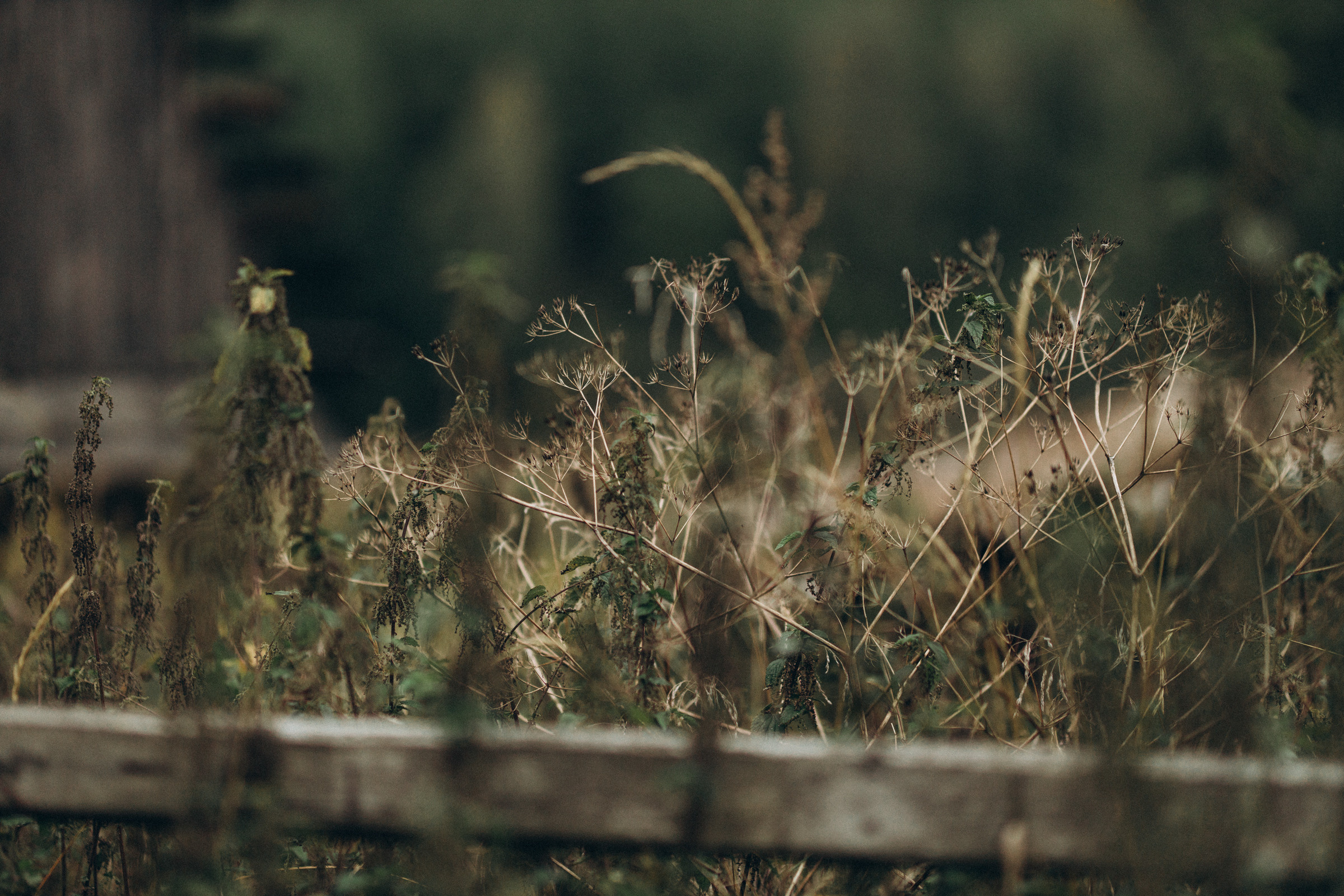 Как лебеди. Свадебный фотограф Минск