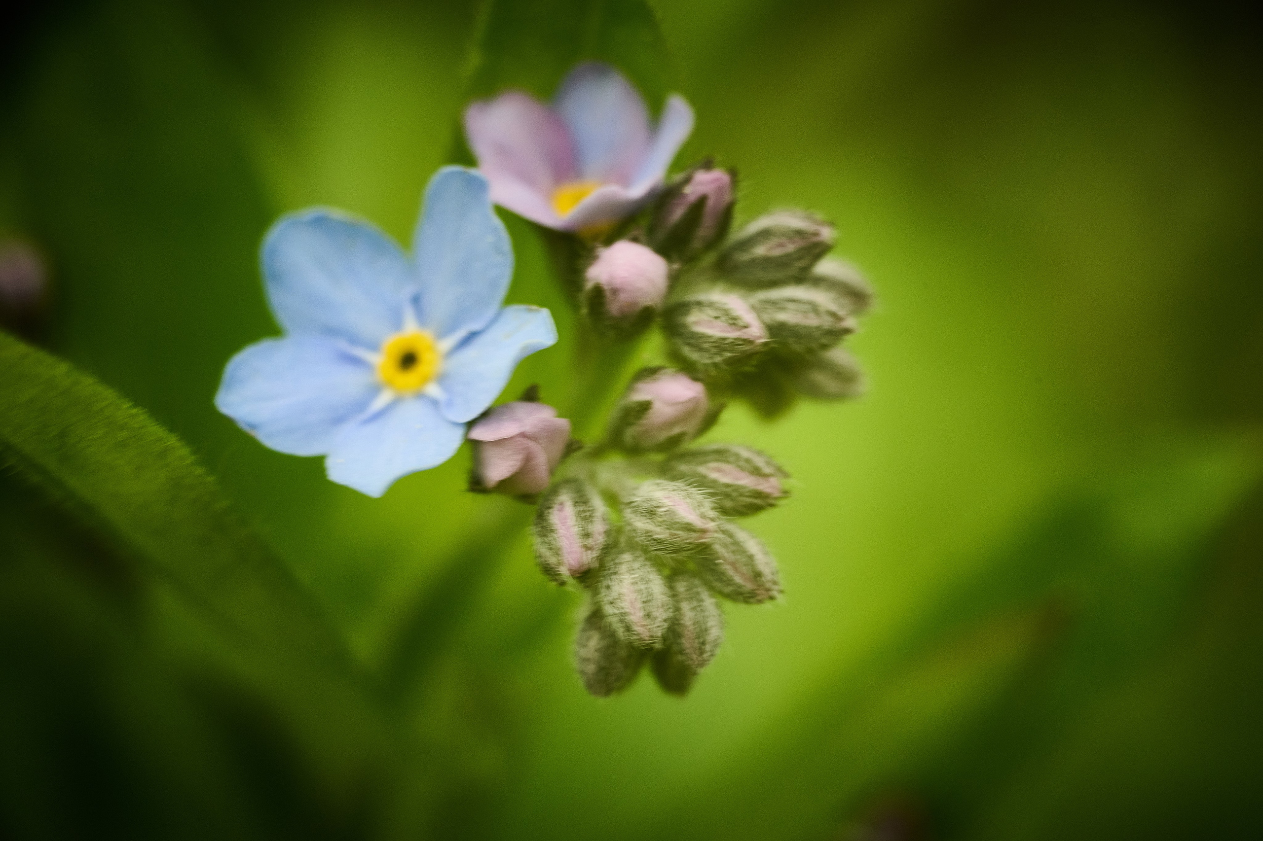 Фотограф Роман Адлер. Фото цветов. Фотографии цветов. Интерьерные фотографии