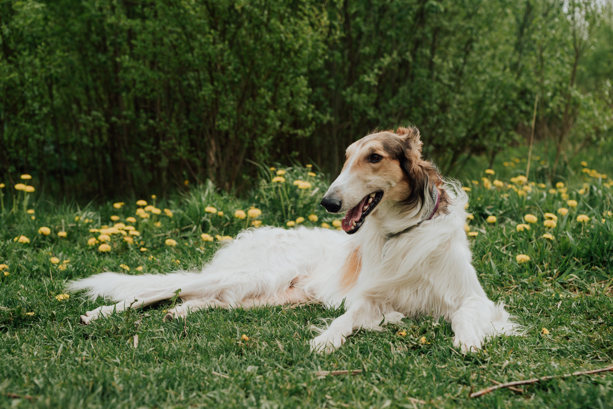 Фотовыходные с питомцами Мурино. Фотограф в Санкт-Петербурге и Ленинградской области