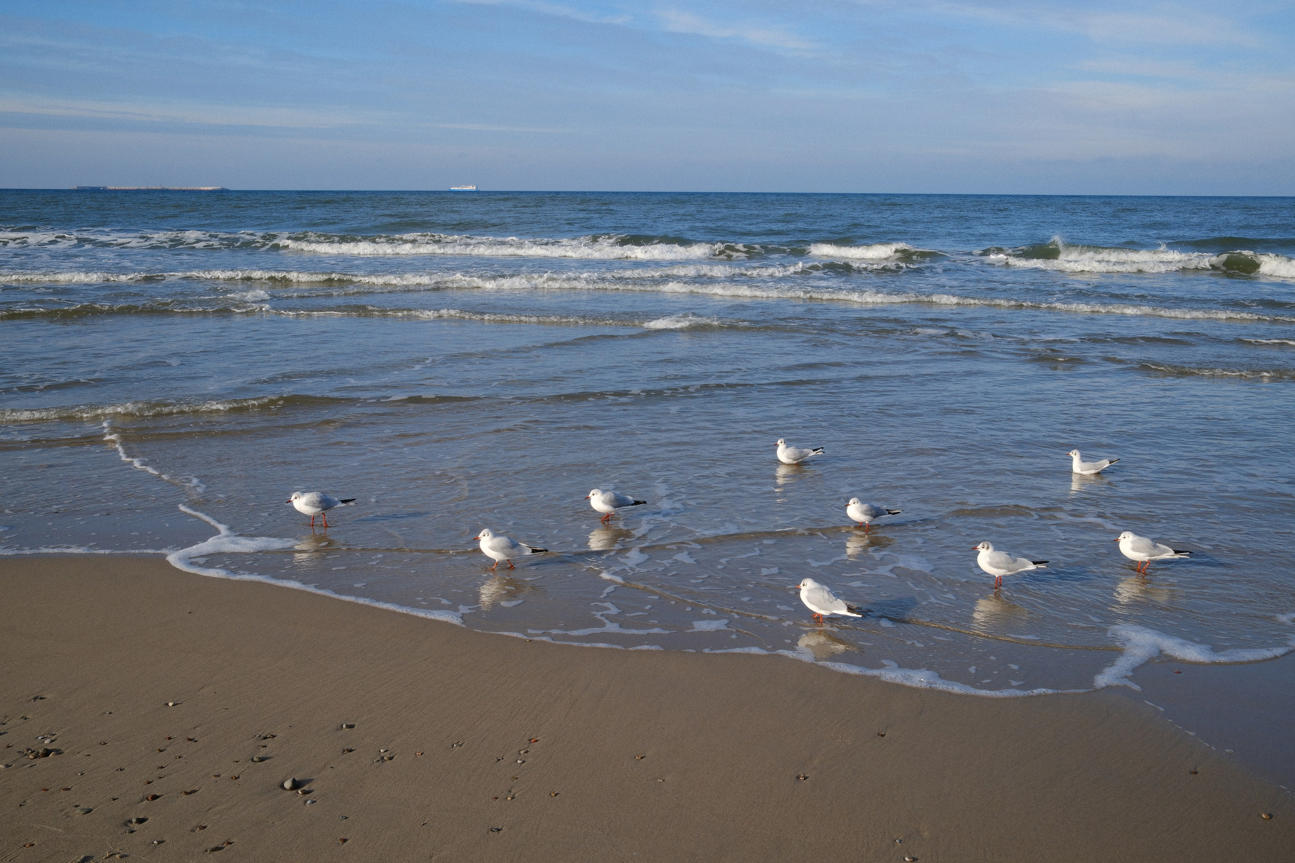 Зеленоградск. Калининградская область. Алексей Торопов фотограф