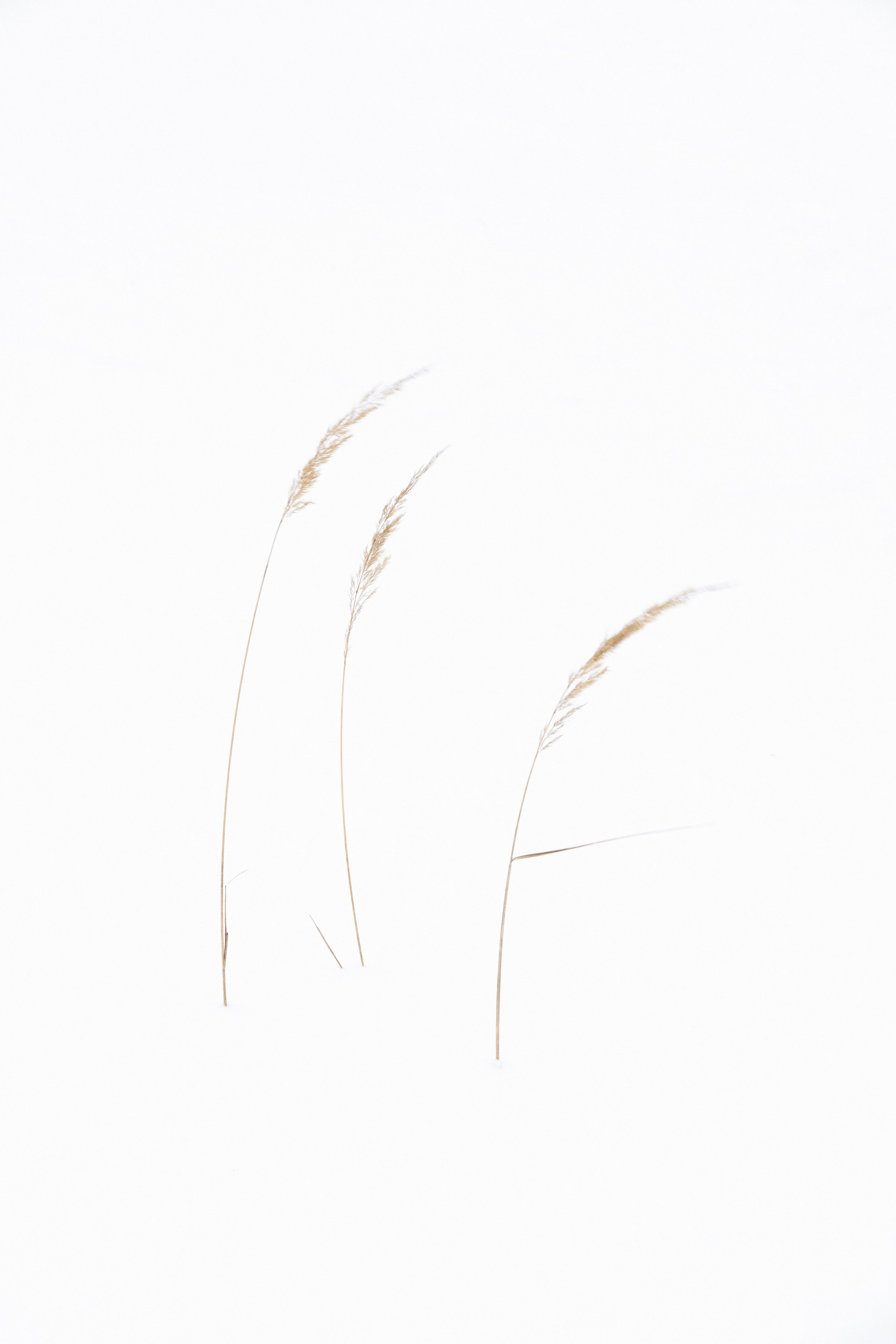 Хрупкость бытия. Фотограф Ольга Дунаева