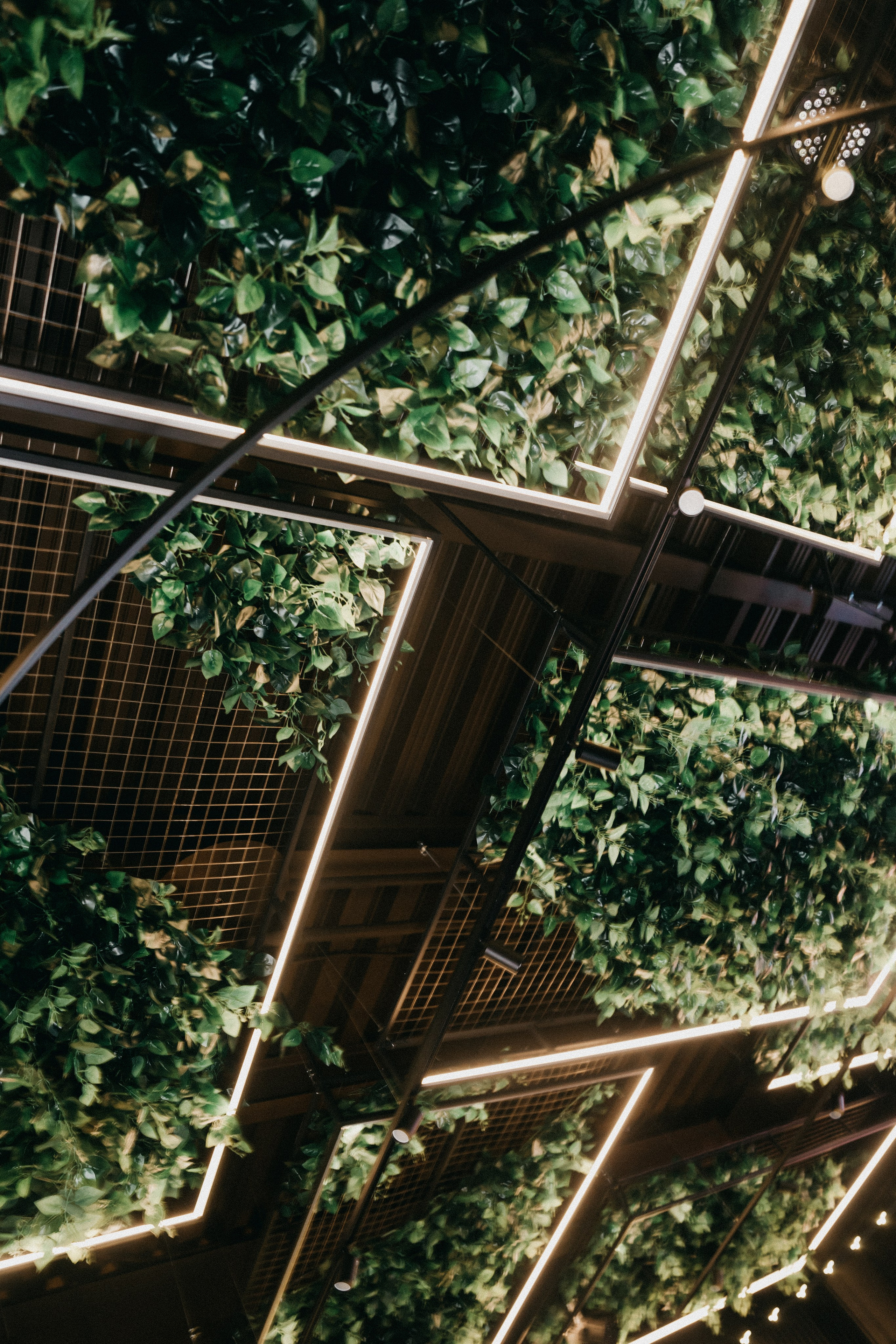 Мята Platinum Атлантис. Фотограф Никита Комаров