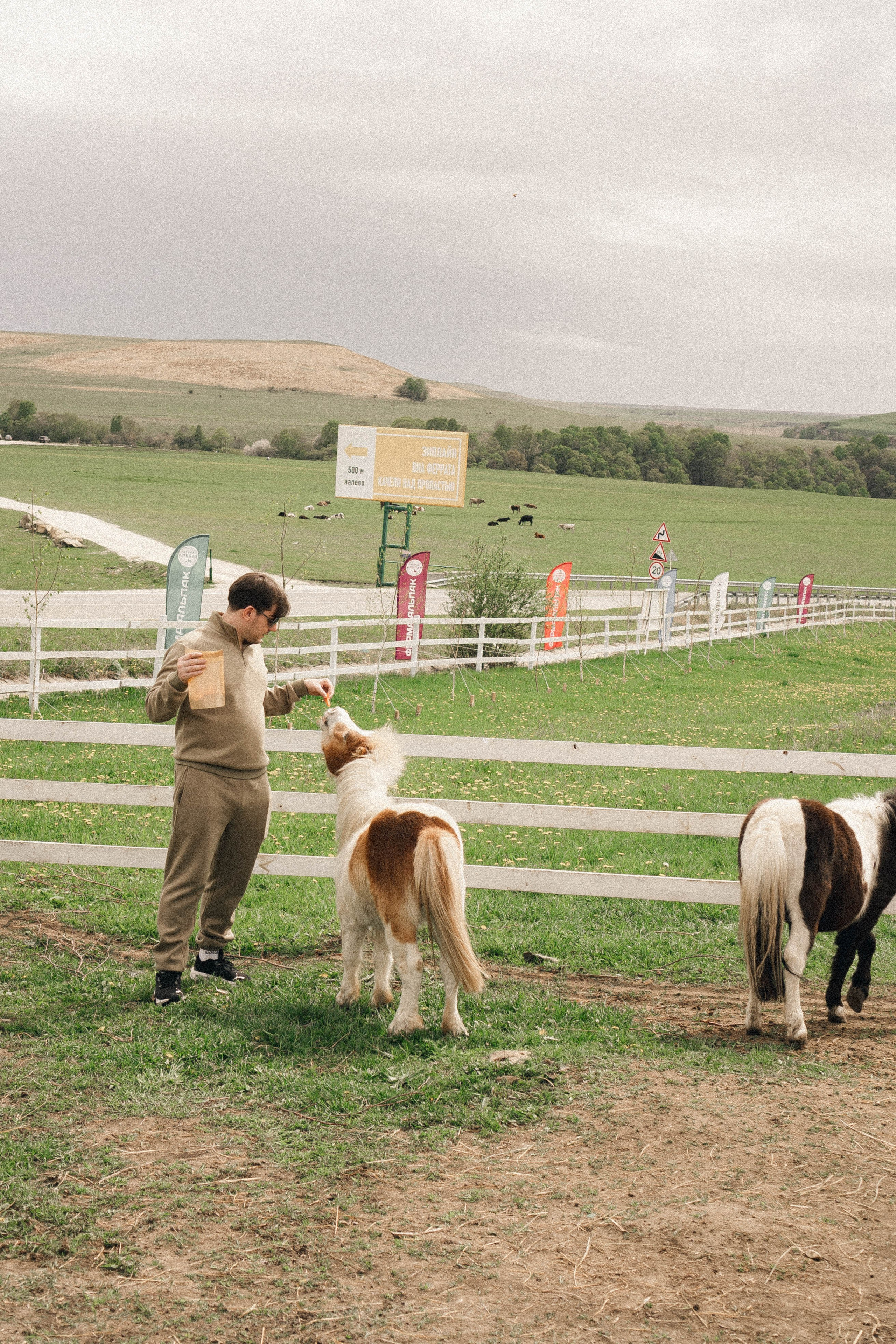 Ферма Альпак. Профессиональный фотограф, Санкт-Петербург — Виктория Богомолова