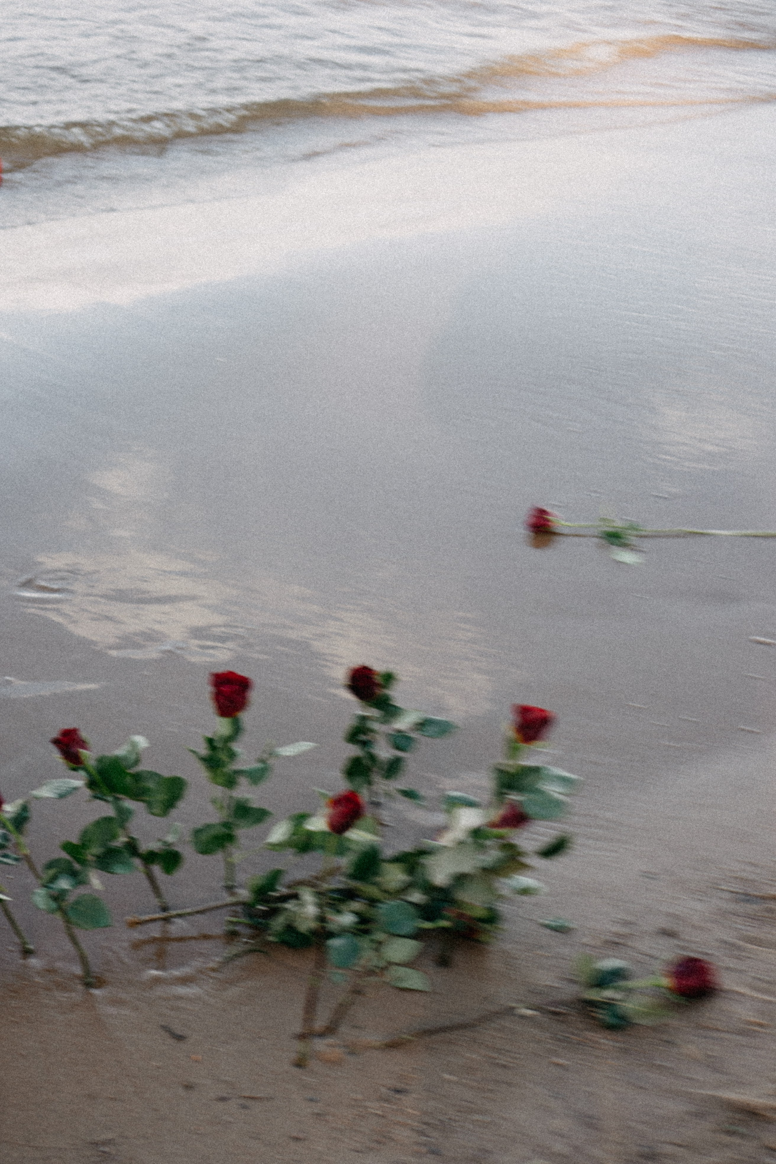 Розы. Профессиональный фотограф, Санкт-Петербург — Виктория Богомолова