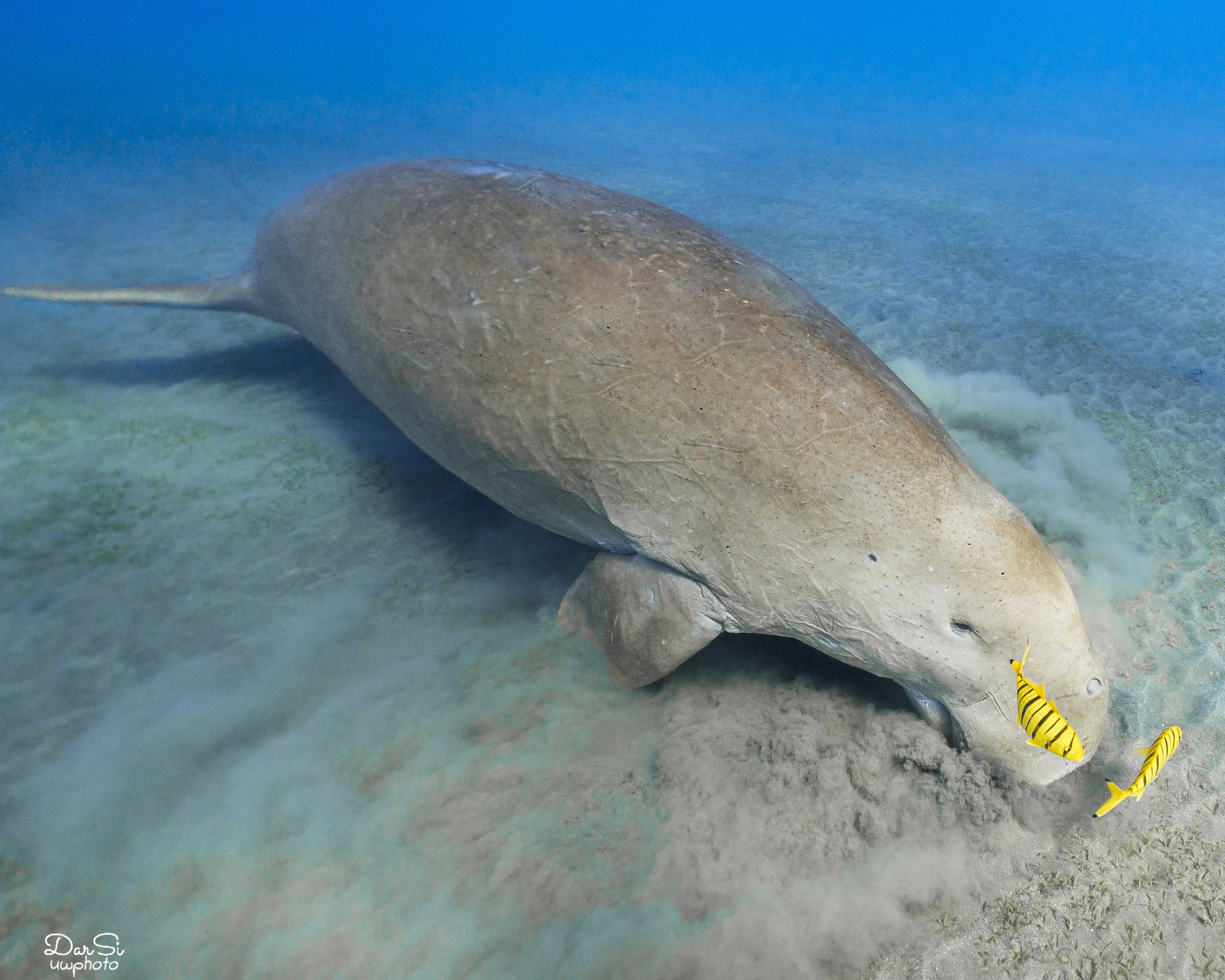 Дюгонь. Подводный фотограф на Филиппинах Синицина Дарья