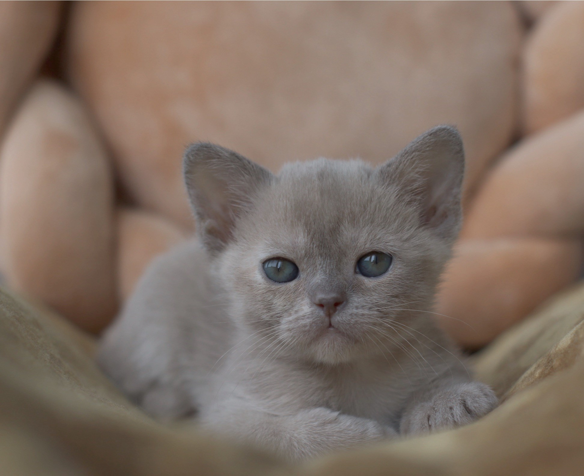  Diva BurLabella, лиловокремовая девочка