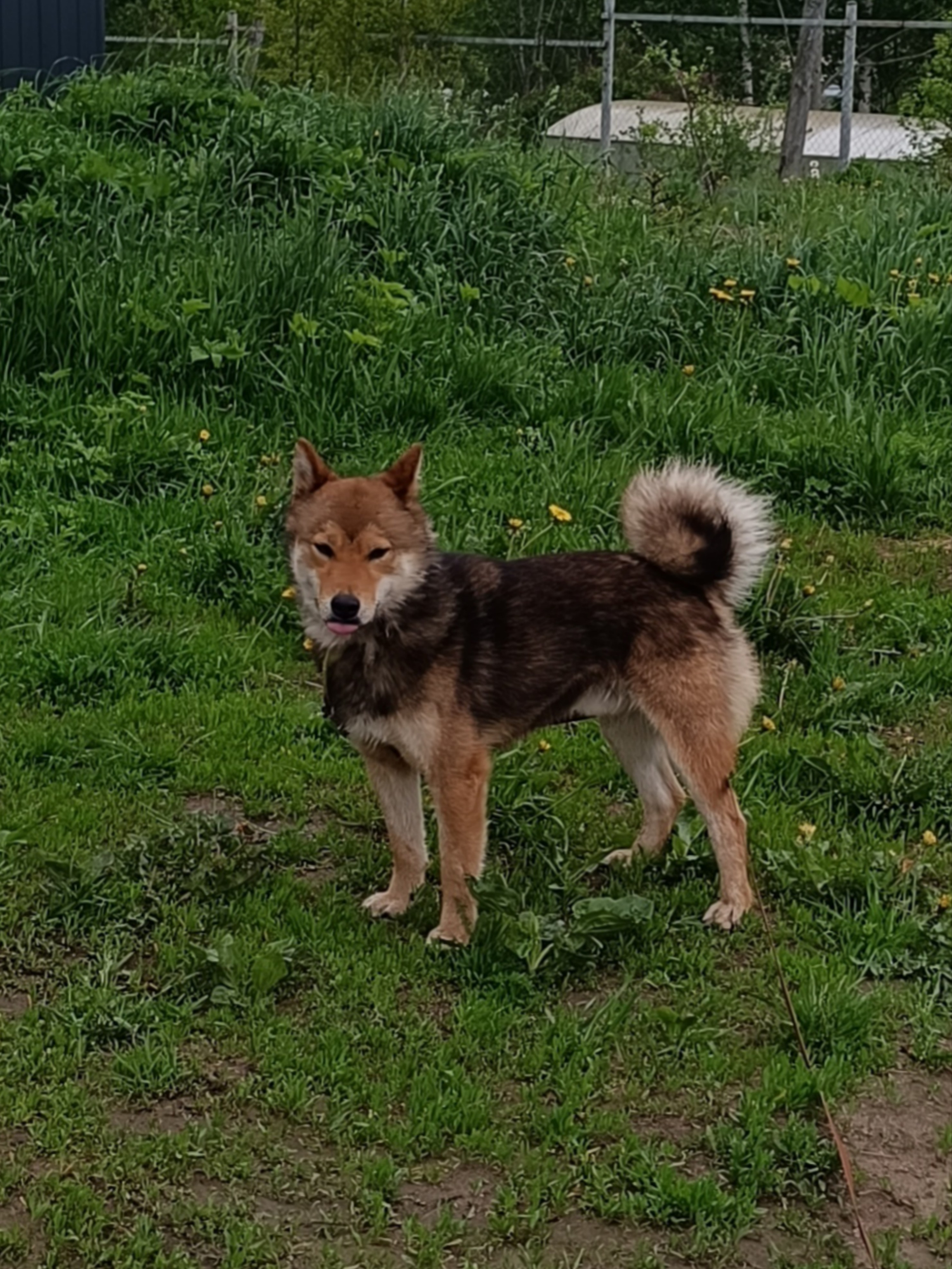 Шаман (красный сезам) *. Американская акита I Сиба ину I Питомник RUBYLIGHT