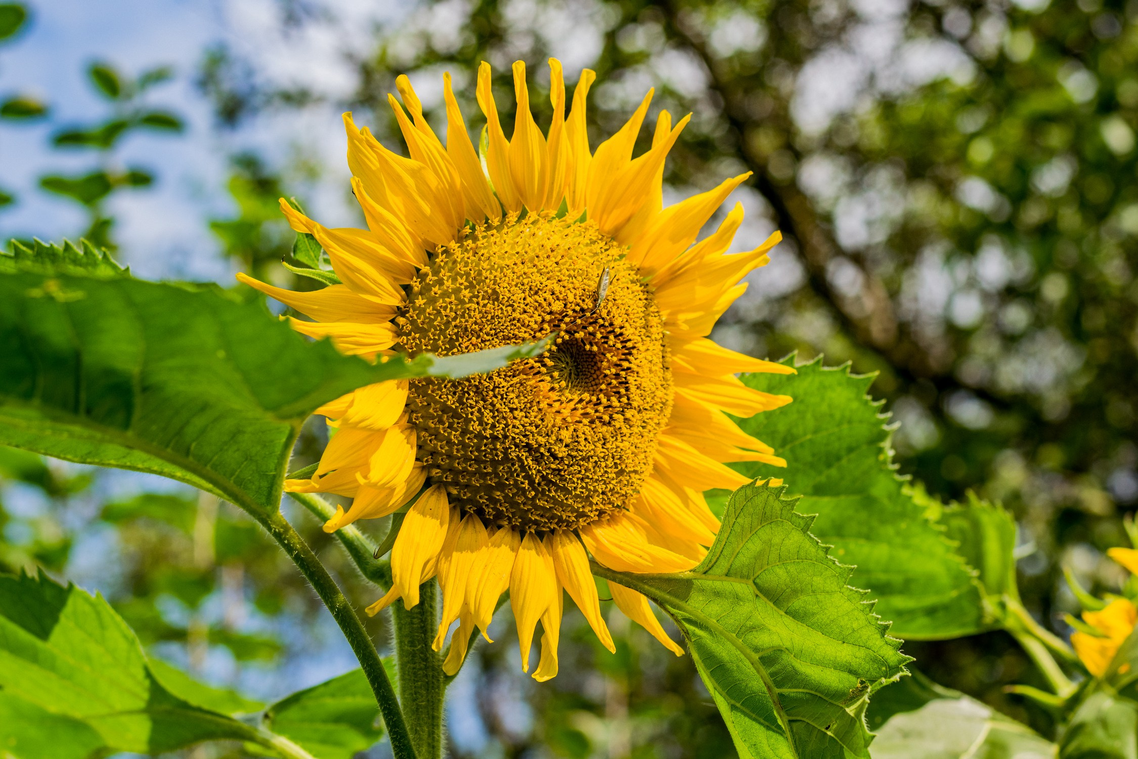 Антон Курдюмов фотограф в Хабаровске Рина Курдюмова фото27 foto27 Антон Дорофеев репортажный репортаж документалист Тони и Рина фотосоздатели Виноградники Хехцир 2024 Хабаровск виноград дикий фермер фермерство дачный сезон