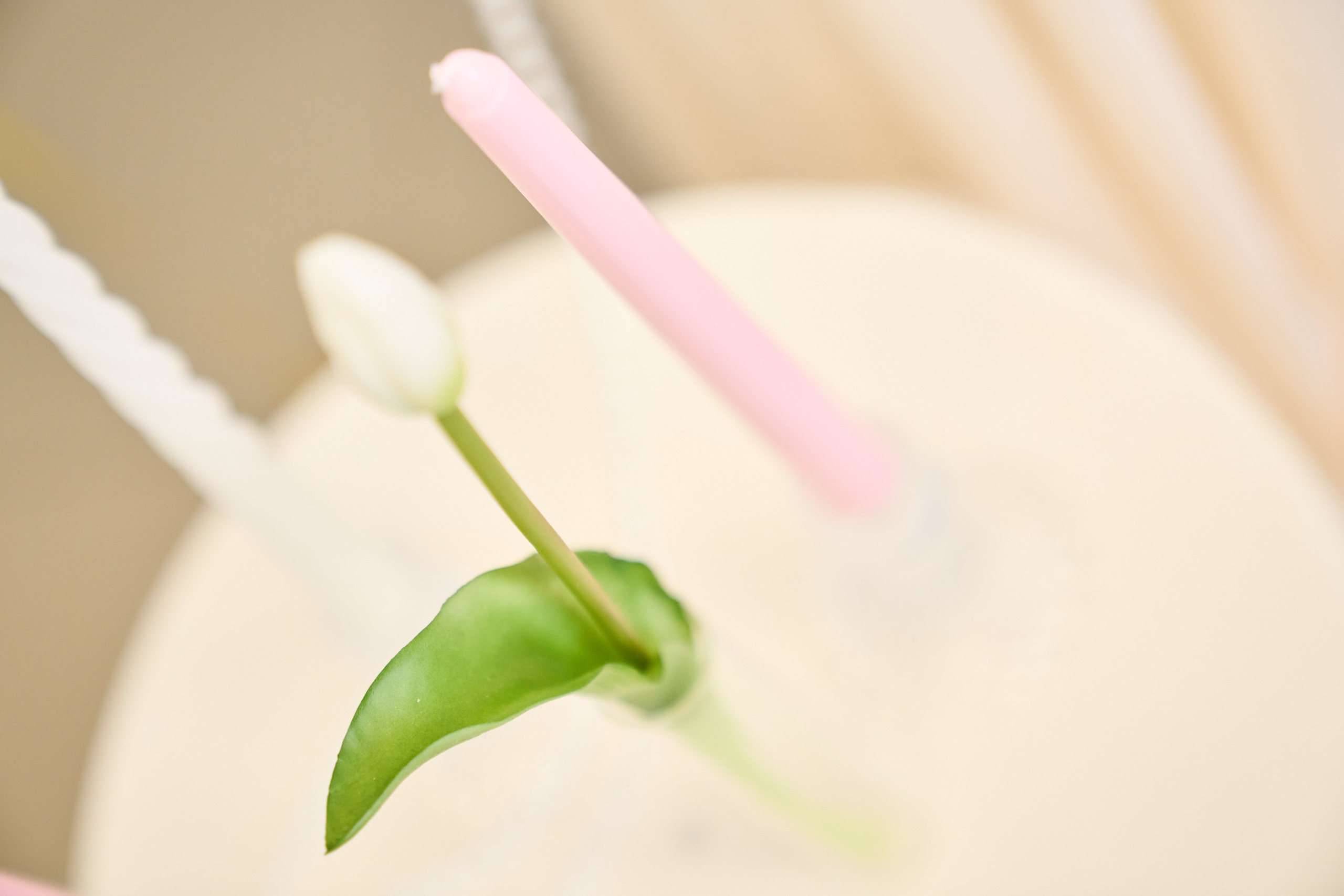 МК по бенто тортам. Фотограф в Донецке Юлия Петрушевская