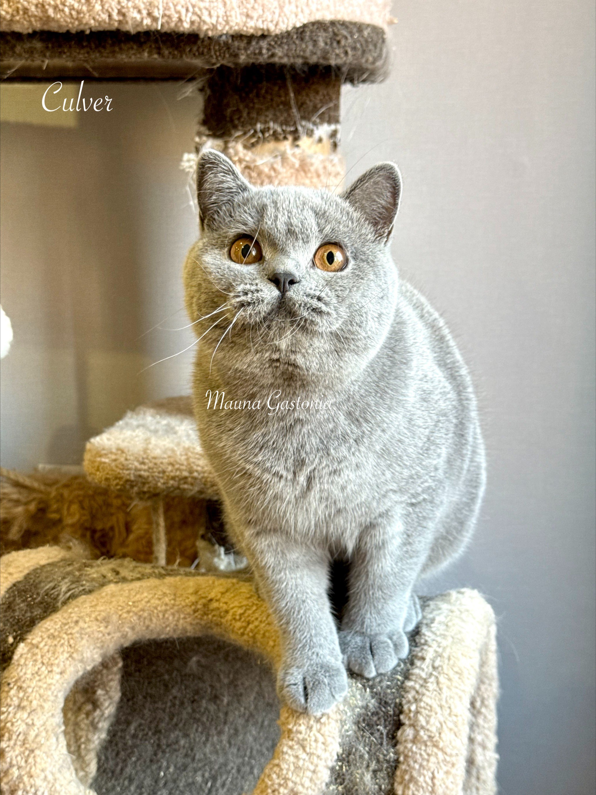 Culver. Mauna Gastonia