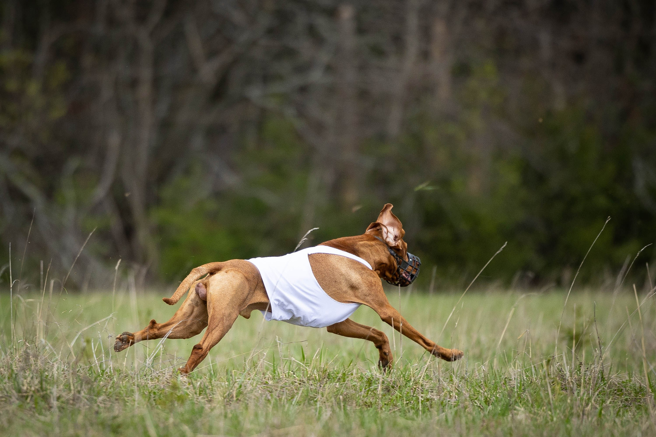 Курсинг. Фотограф Анималист в Перми Анастасия Остерман